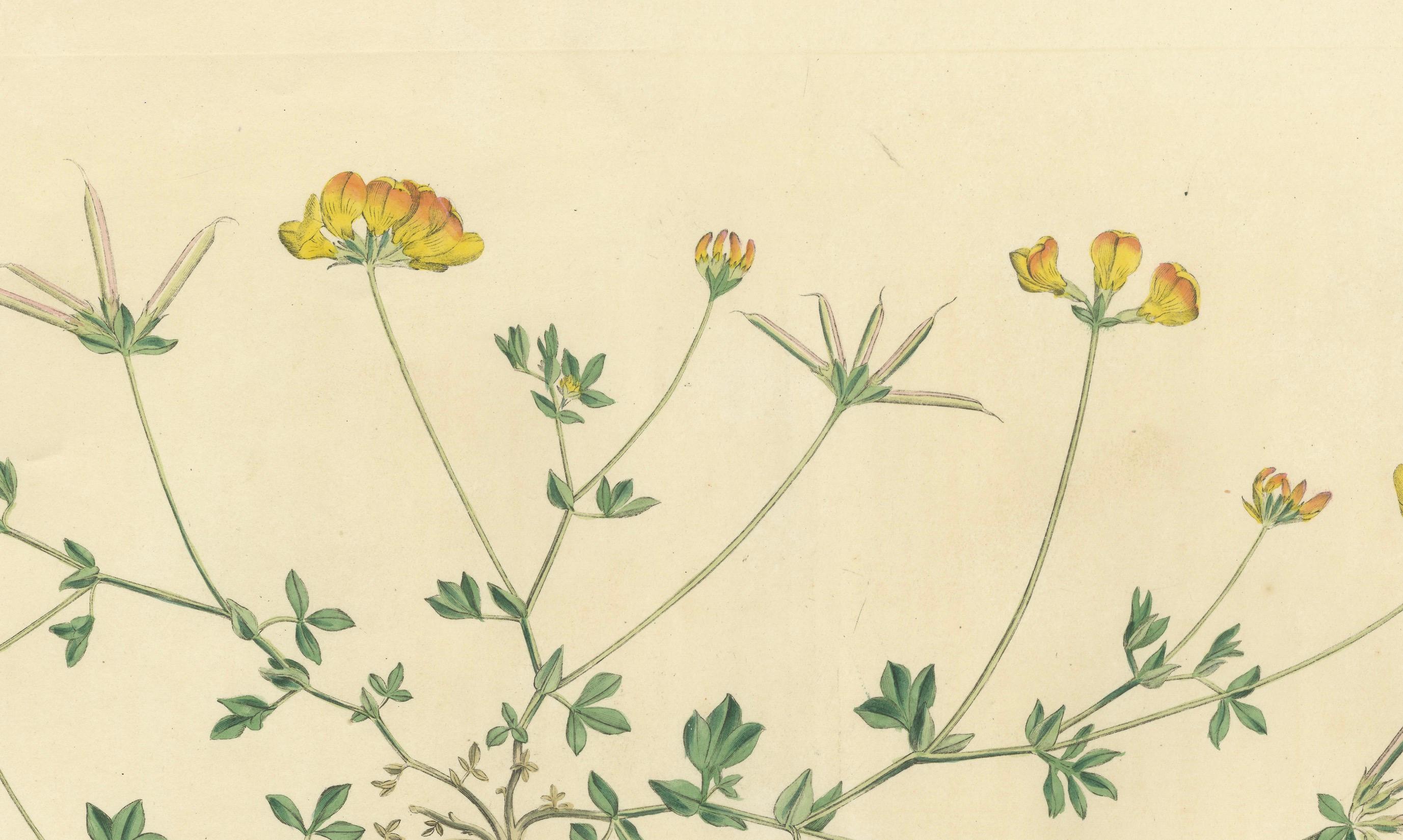 Engraved Hand-Colored Antique Print of the Lotus Corniculatus or Birds-foot Trefoil, 1777