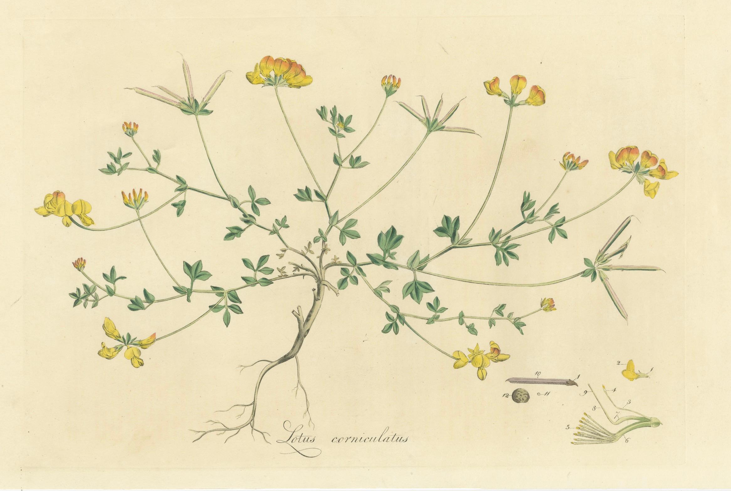 Late 18th Century Hand-Colored Antique Print of the Lotus Corniculatus or Birds-foot Trefoil, 1777
