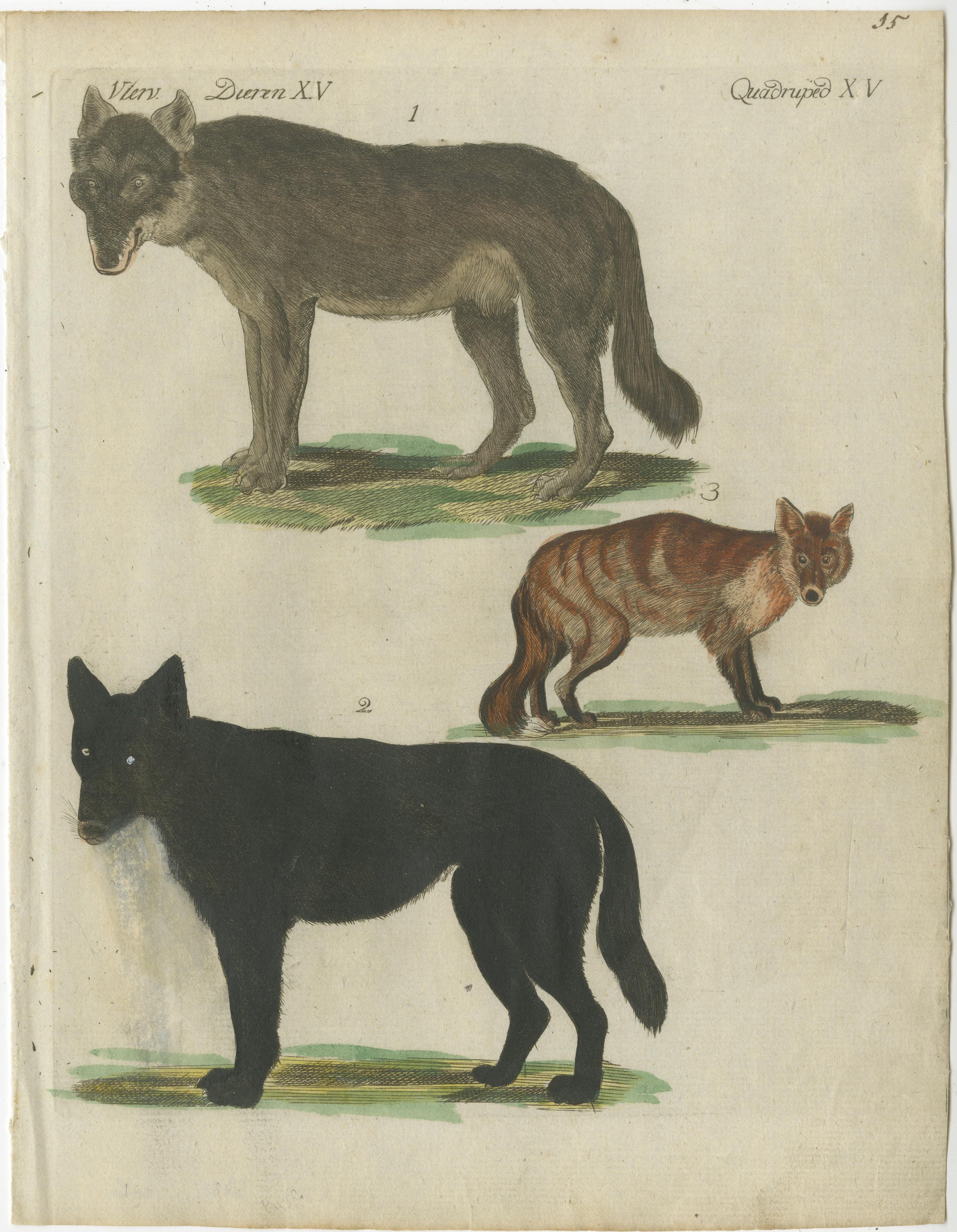 Antiker Originaldruck von Wölfen und einem Fuchs. Dieser Kupferstich stammt aus einem sehr seltenen unbekannten niederländischen Werk. Die Tafeln ähneln den Tafeln in dem berühmten deutschen Werk: 