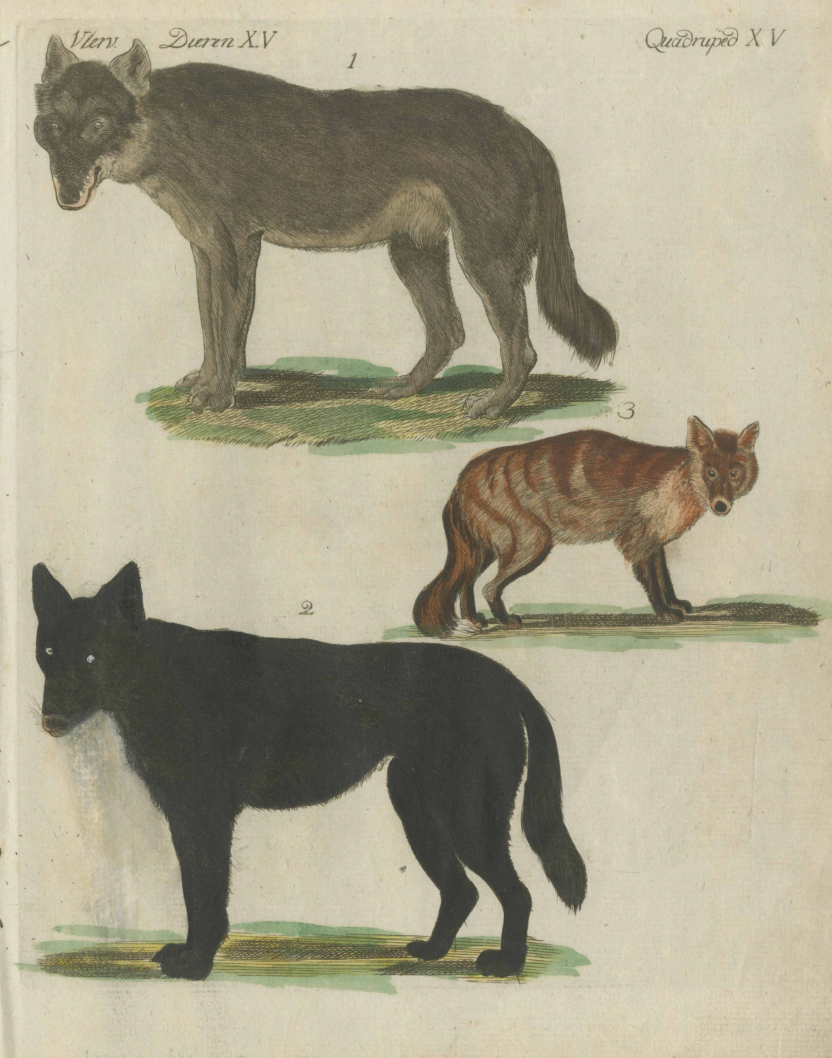 Gravé Gravure ancienne coloriée à la main représentant des loups et un renard, vers 1820 en vente