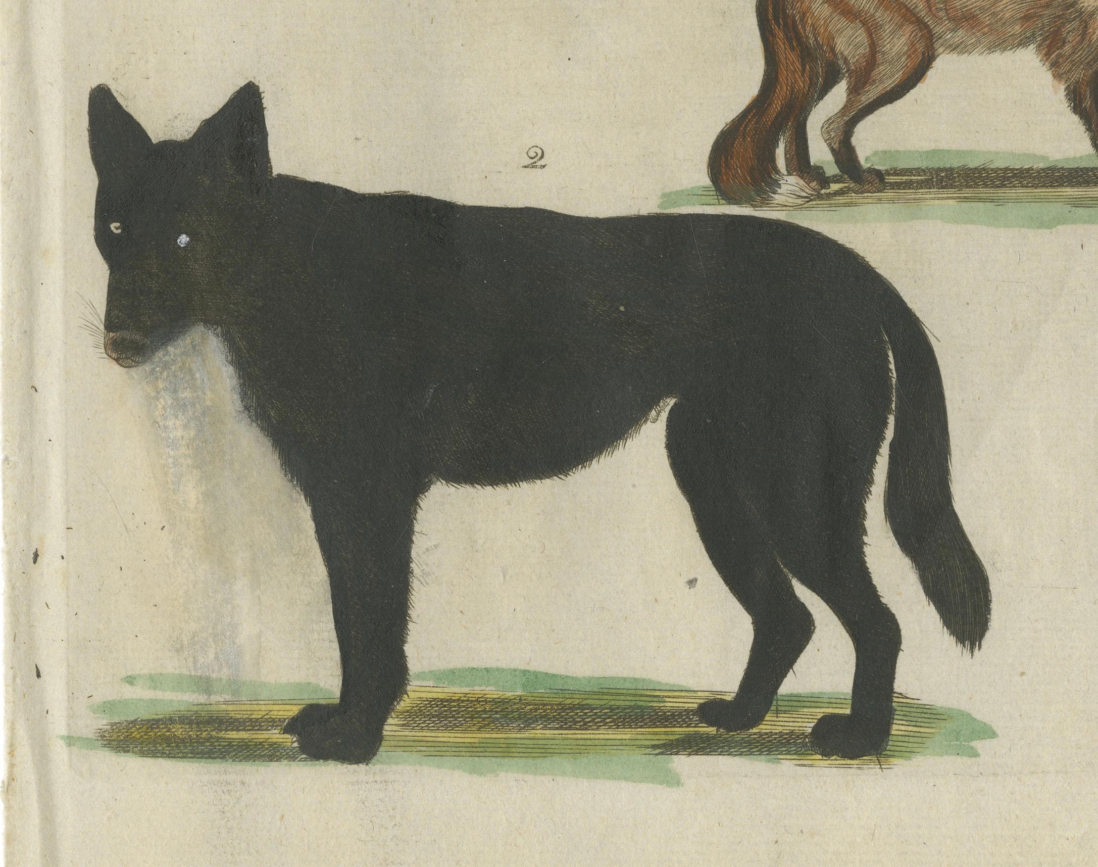 Handkolorierter antiker Druck von Wölfen und einem Fuchs, um 1820 im Zustand „Gut“ im Angebot in Langweer, NL