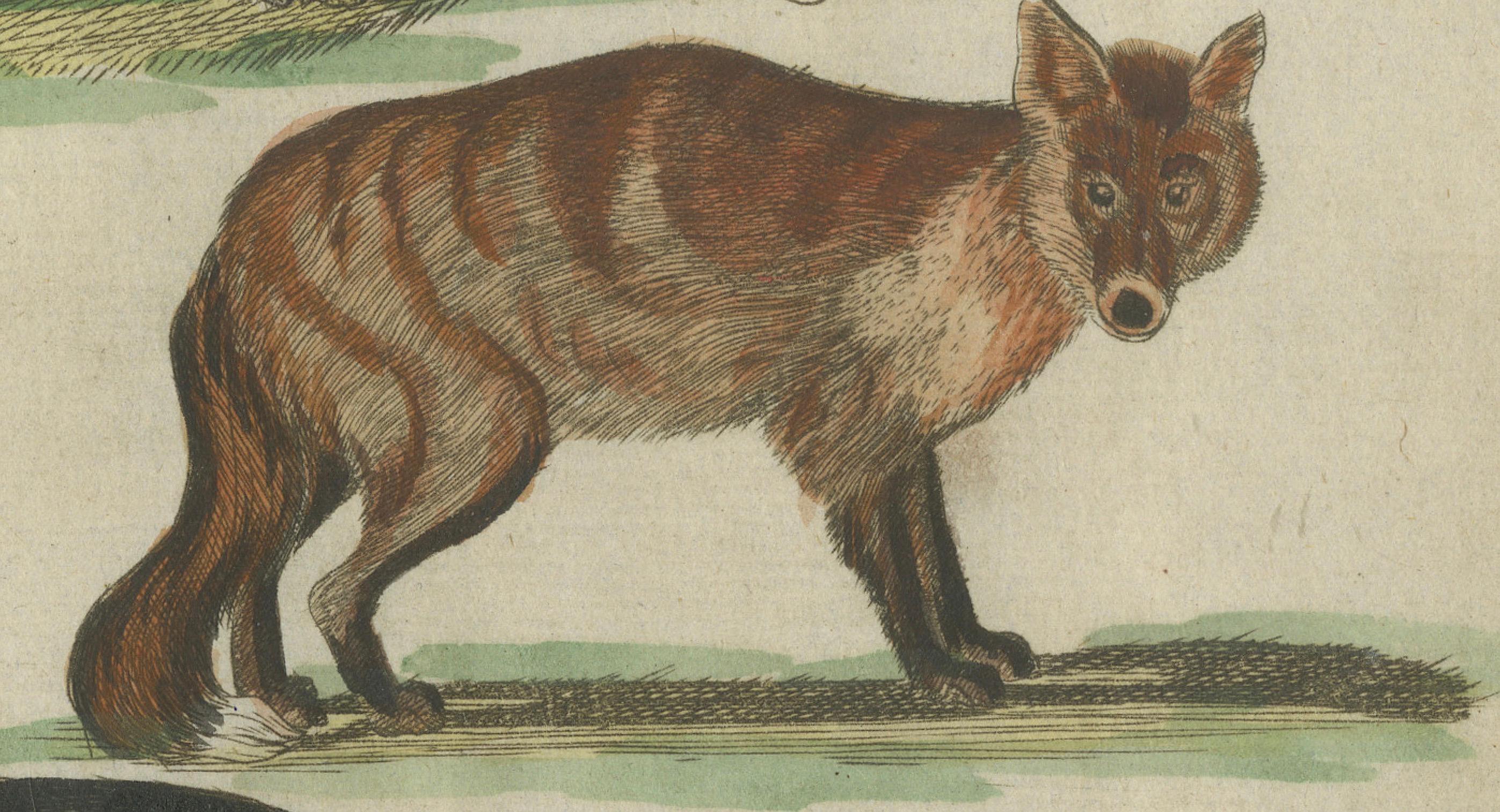 XIXe siècle Gravure ancienne coloriée à la main représentant des loups et un renard, vers 1820 en vente