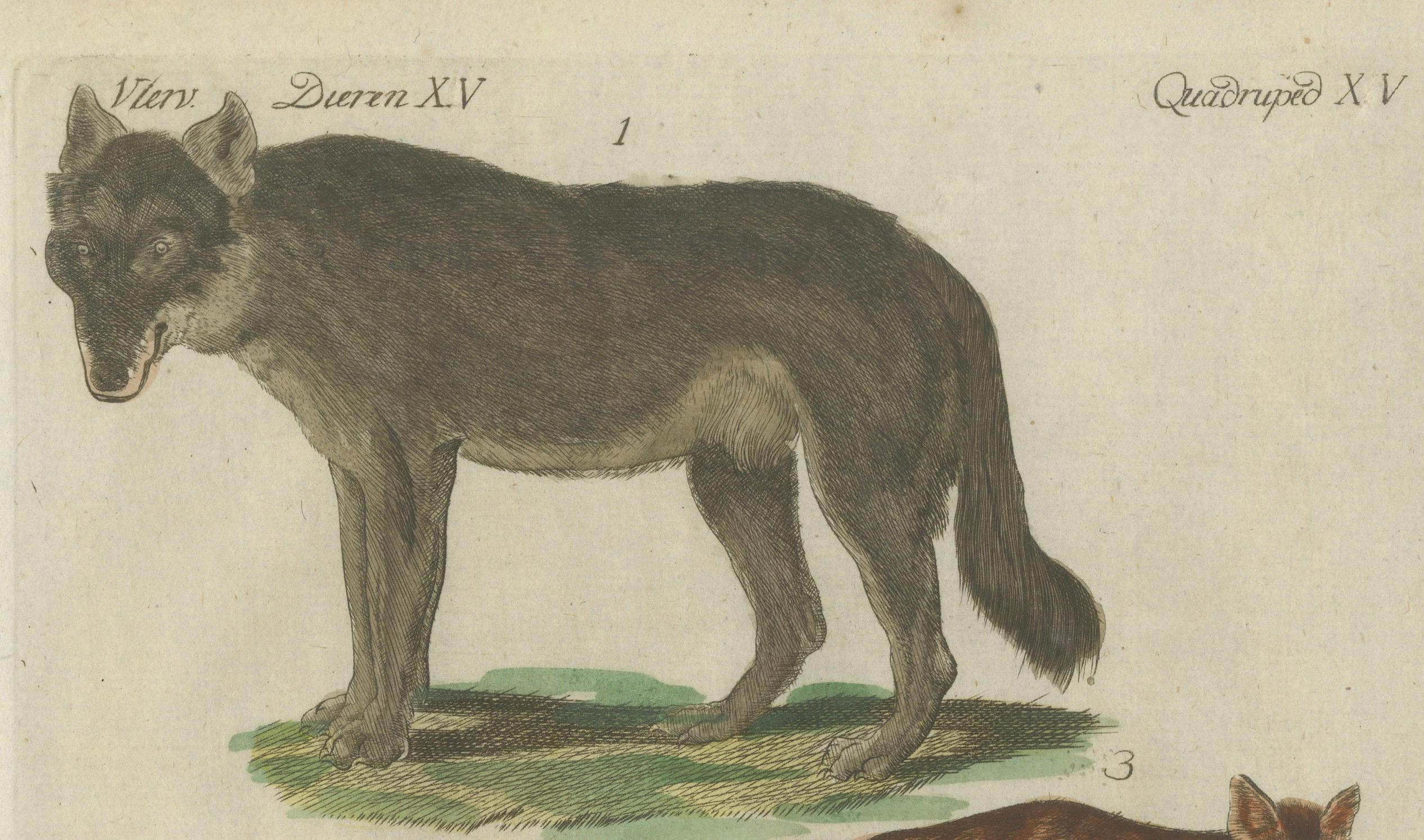 Papier Gravure ancienne coloriée à la main représentant des loups et un renard, vers 1820 en vente