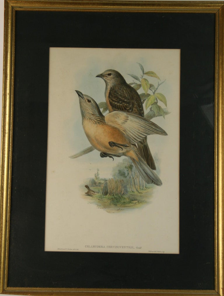3773 hand colored bird engraving by Hullmandel and Watson.
Set in a custom giltwood frame
Image size: 11.5 x 17.5