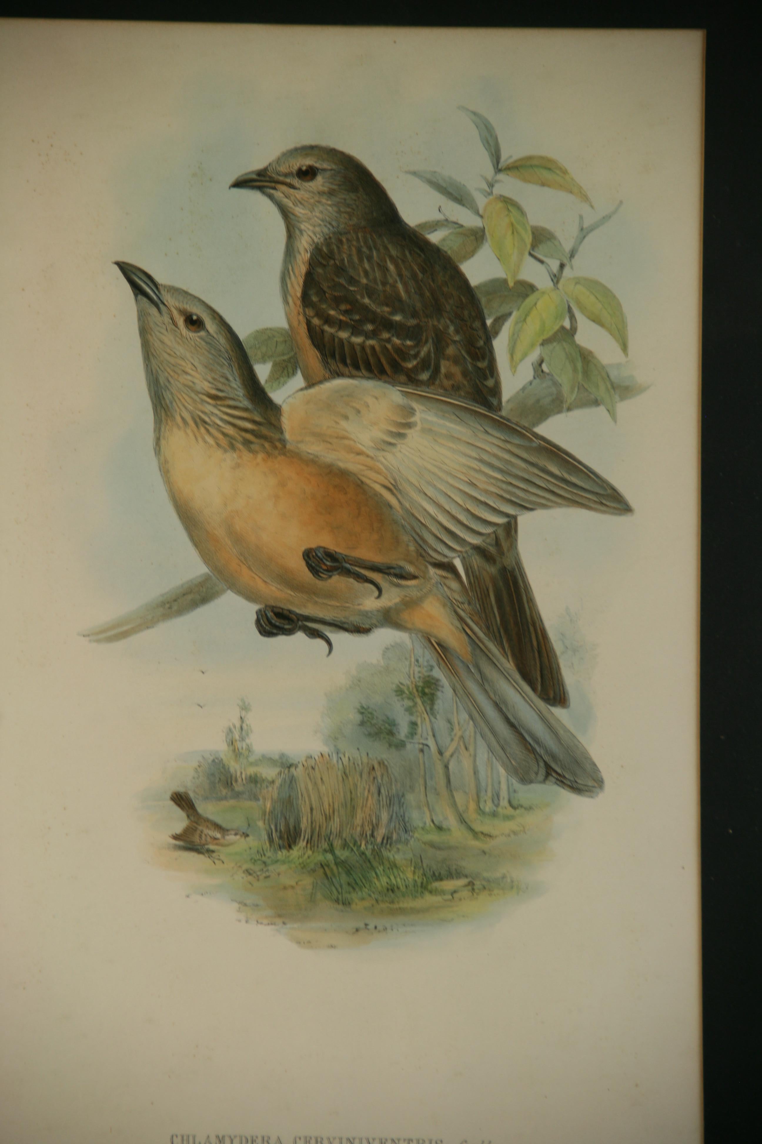 3773 hand colored bird engraving by Hullmandel and Watson.
Set in a custom matt
Image size: 11.5 x 17.5