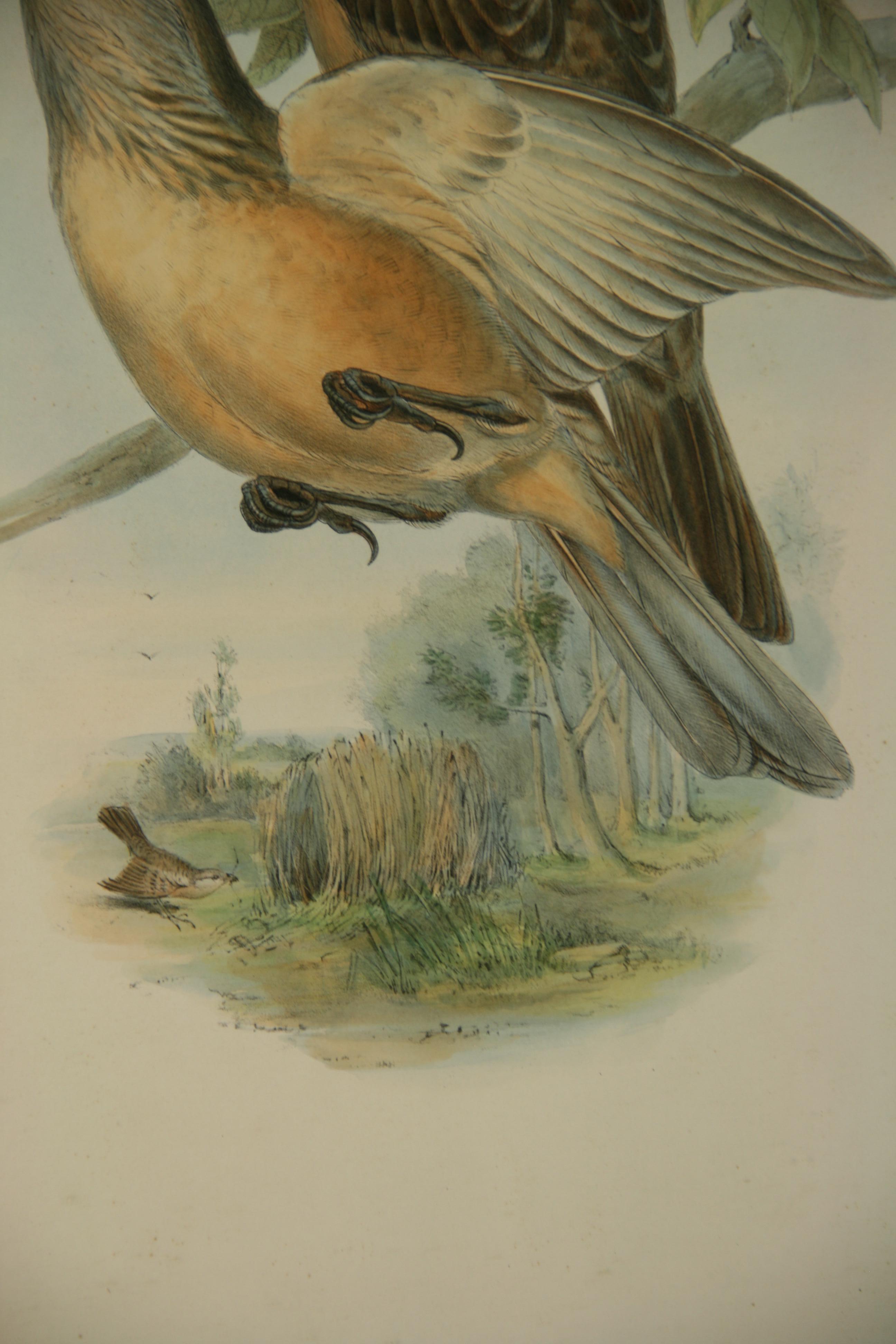 Mid-20th Century Hand Colored Bird Engraving