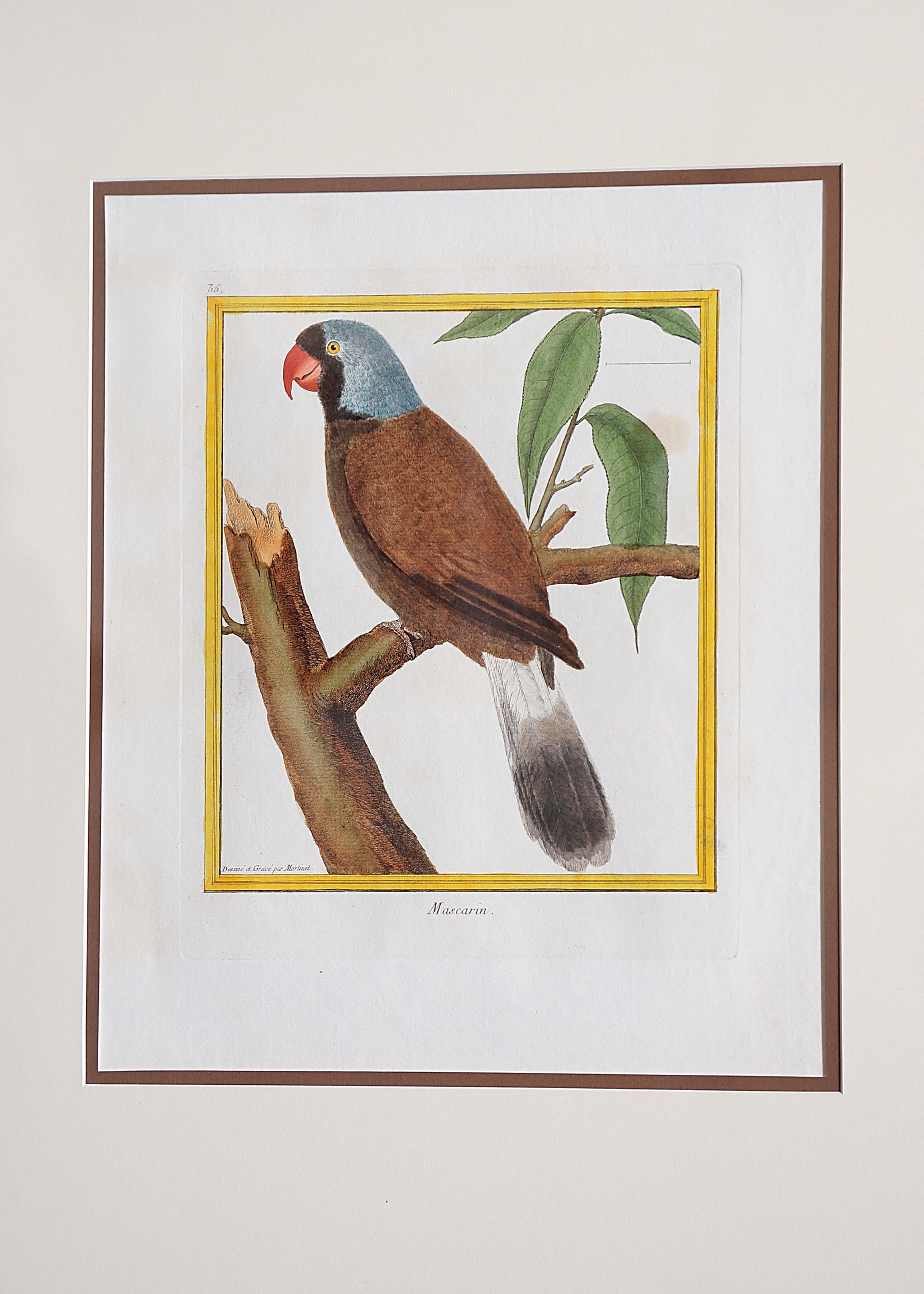 Hand-Colored Bird Engravings by François Nicolas Martinet 2