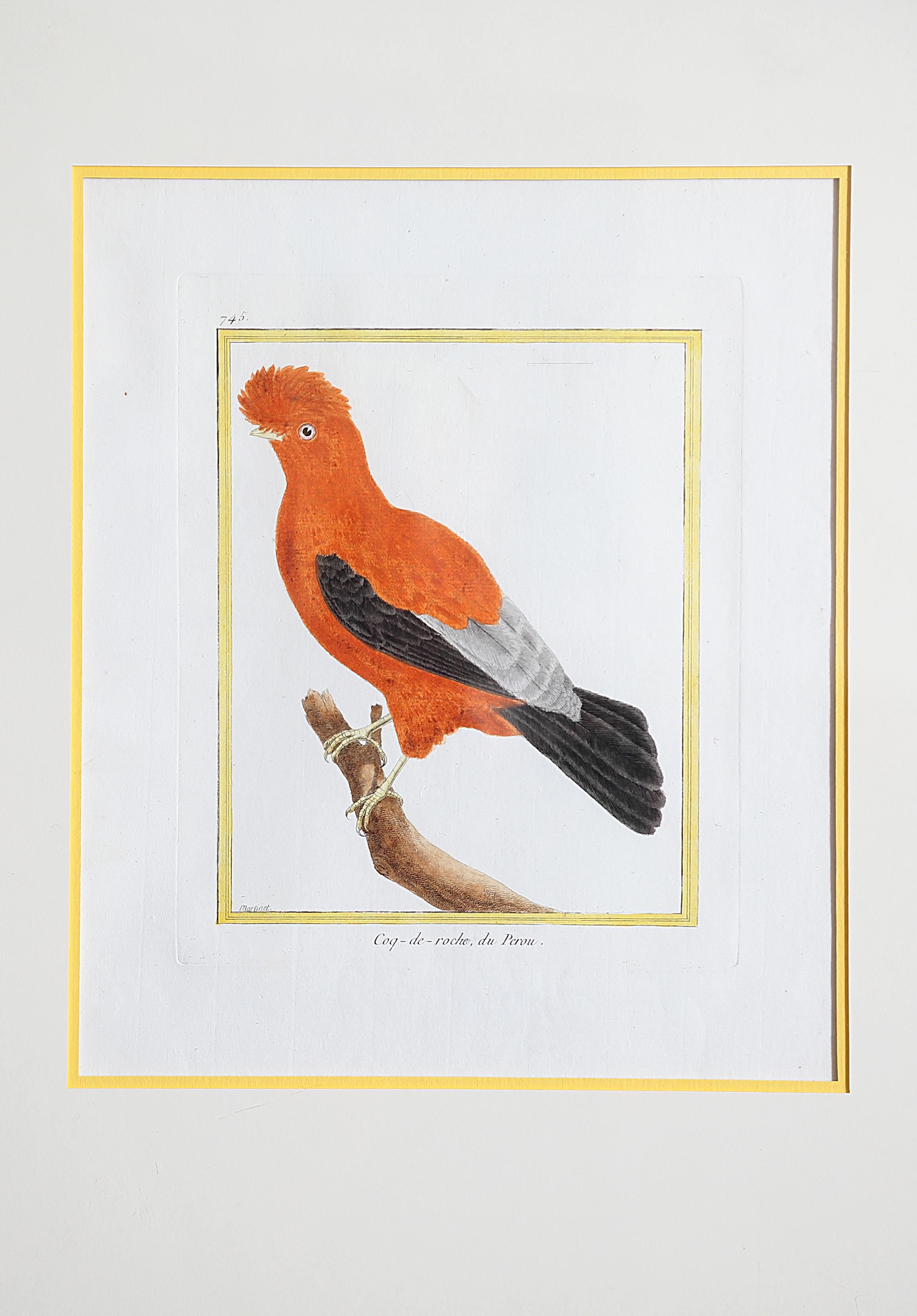 Hand-Colored Bird Engravings by François Nicolas Martinet 3