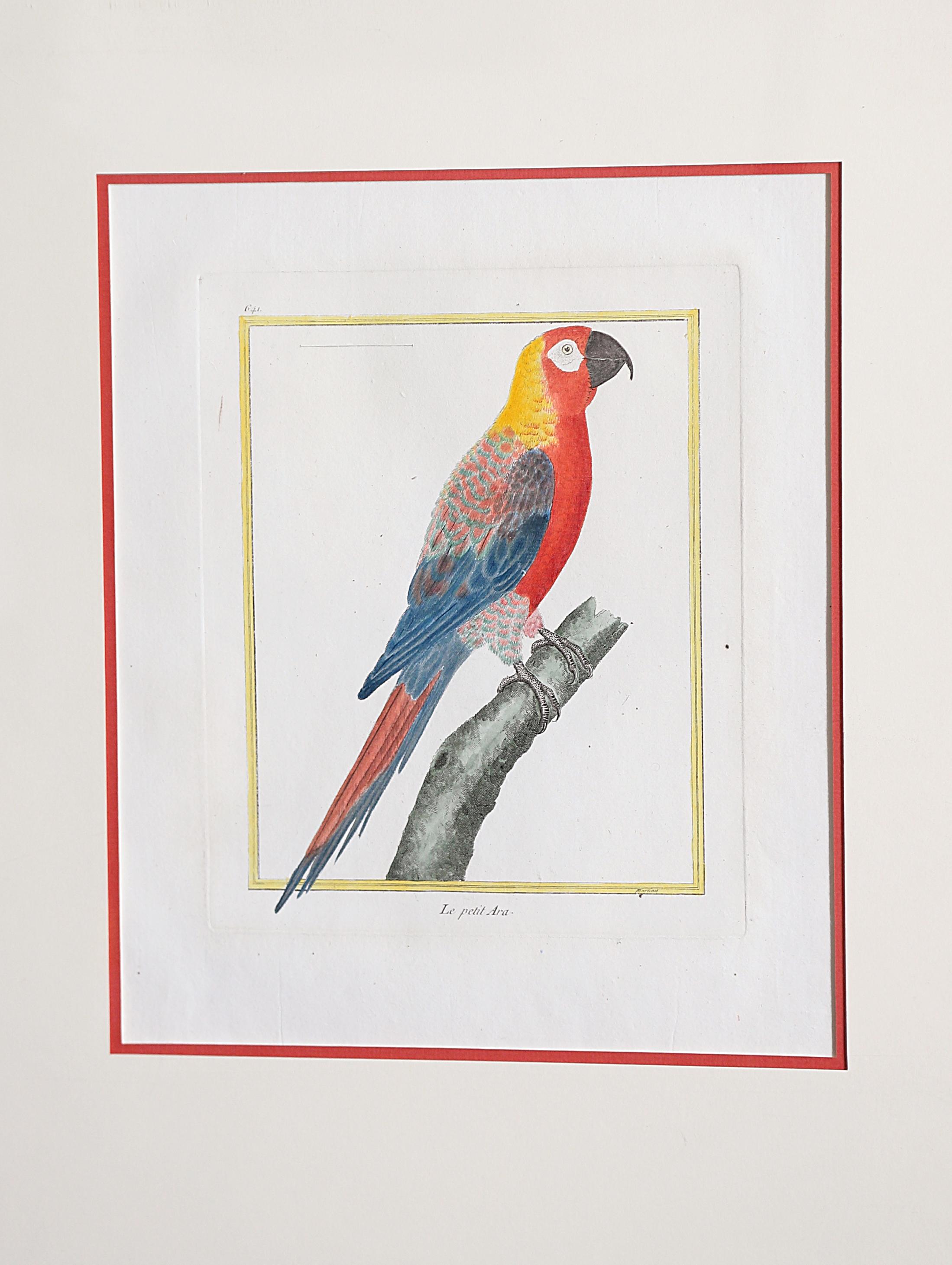 Hand-Colored Bird Engravings by François Nicolas Martinet 4