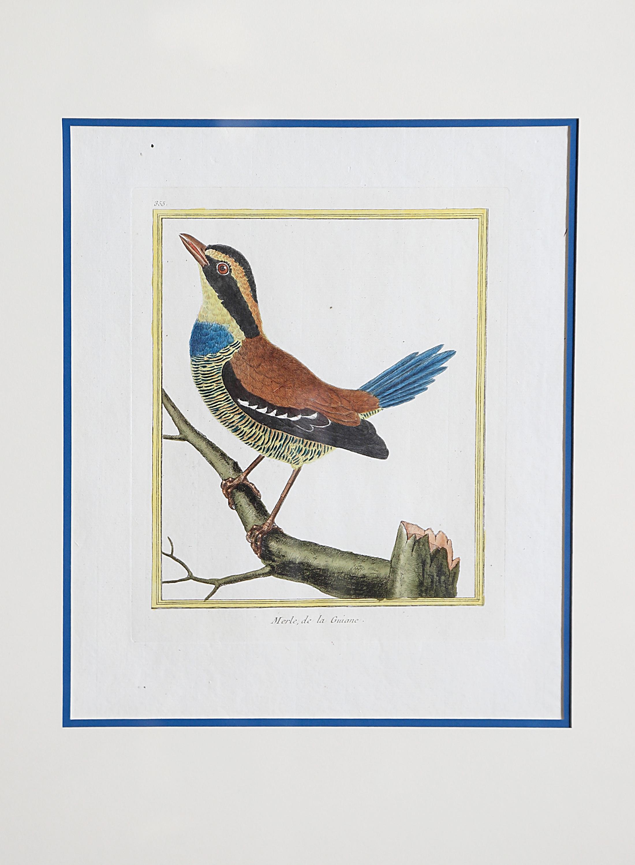 Hand-Colored Bird Engravings by François Nicolas Martinet 5
