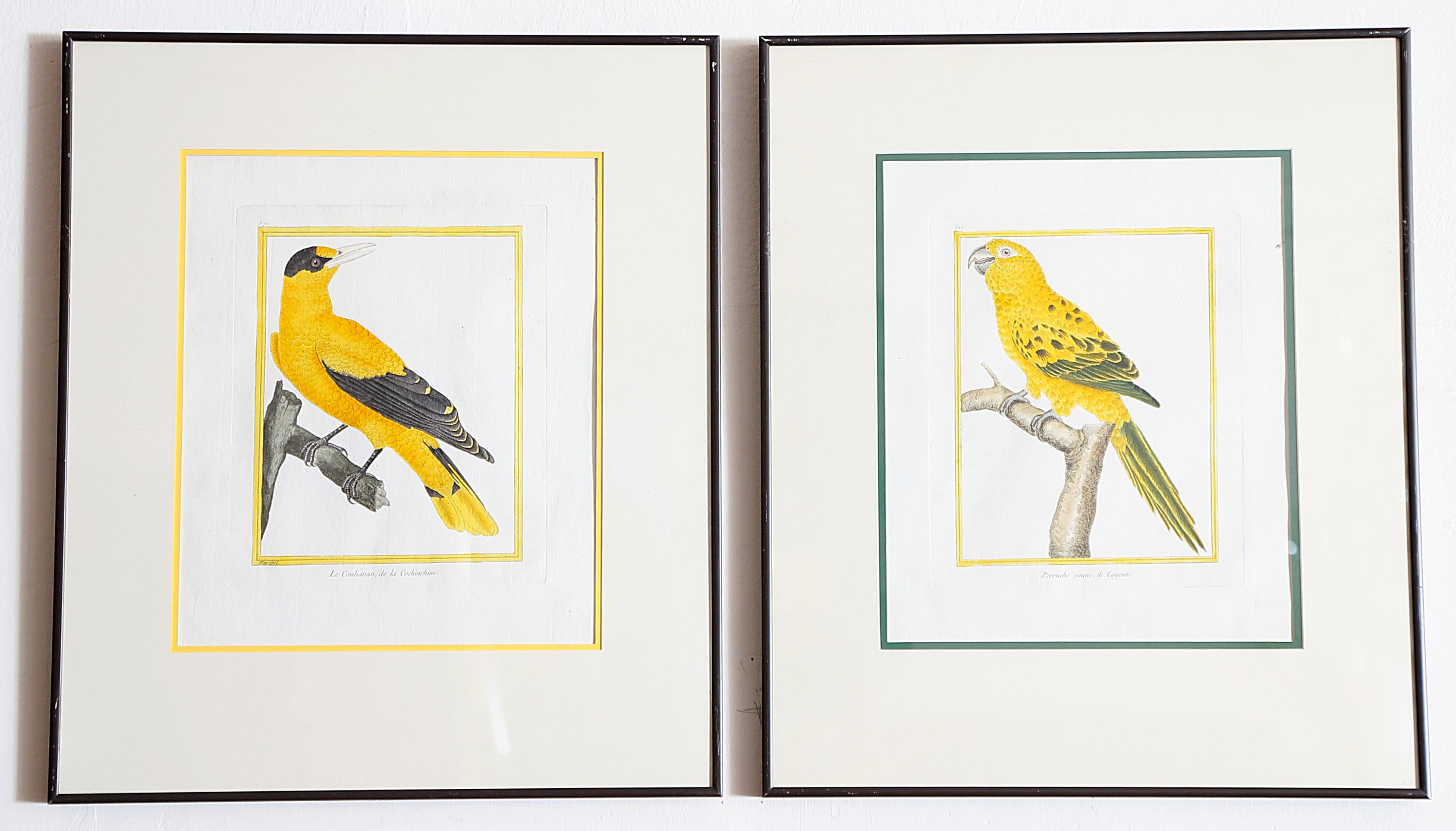 Hand-Colored Bird Engravings by François Nicolas Martinet 6