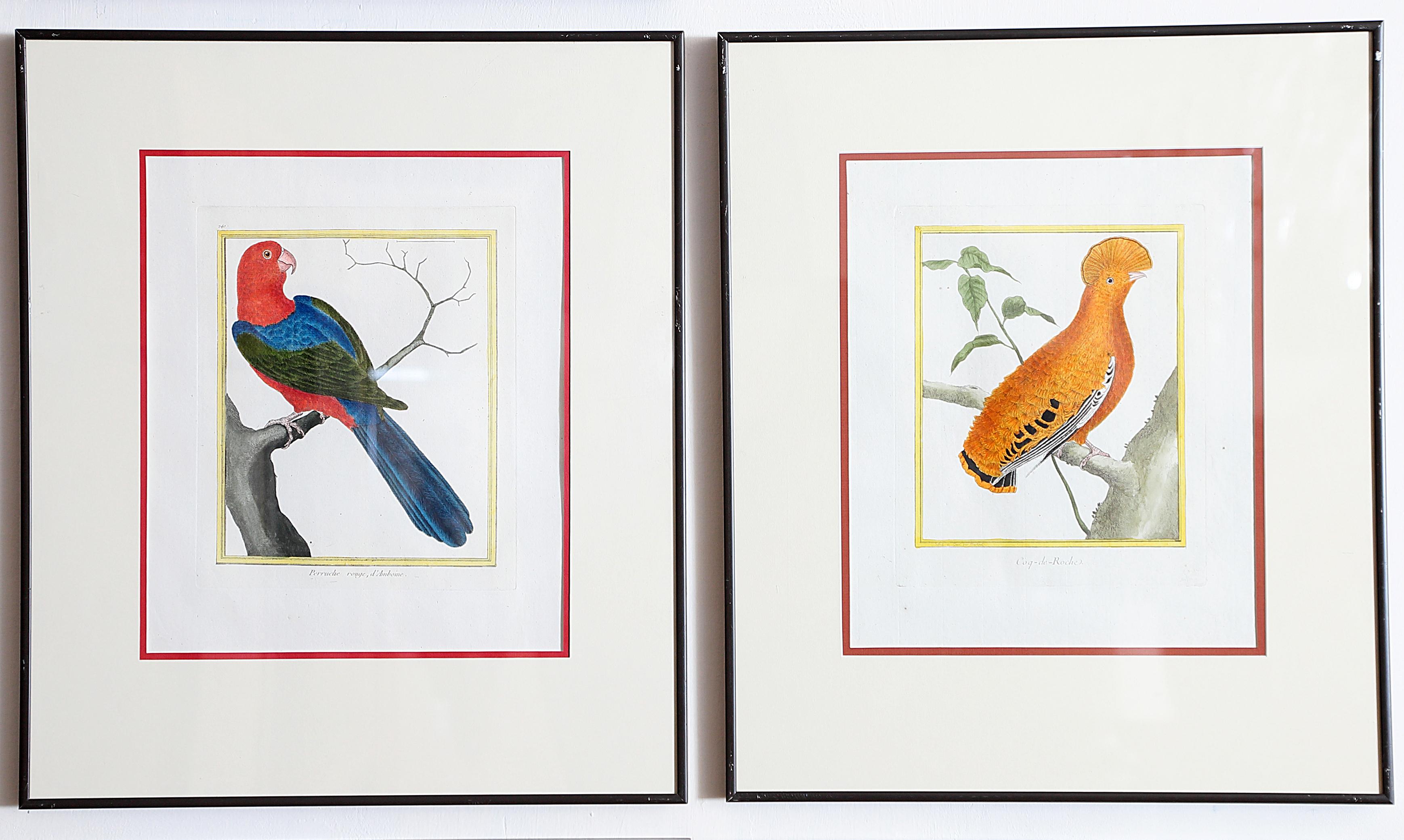 Hand-Colored Bird Engravings by François Nicolas Martinet 7