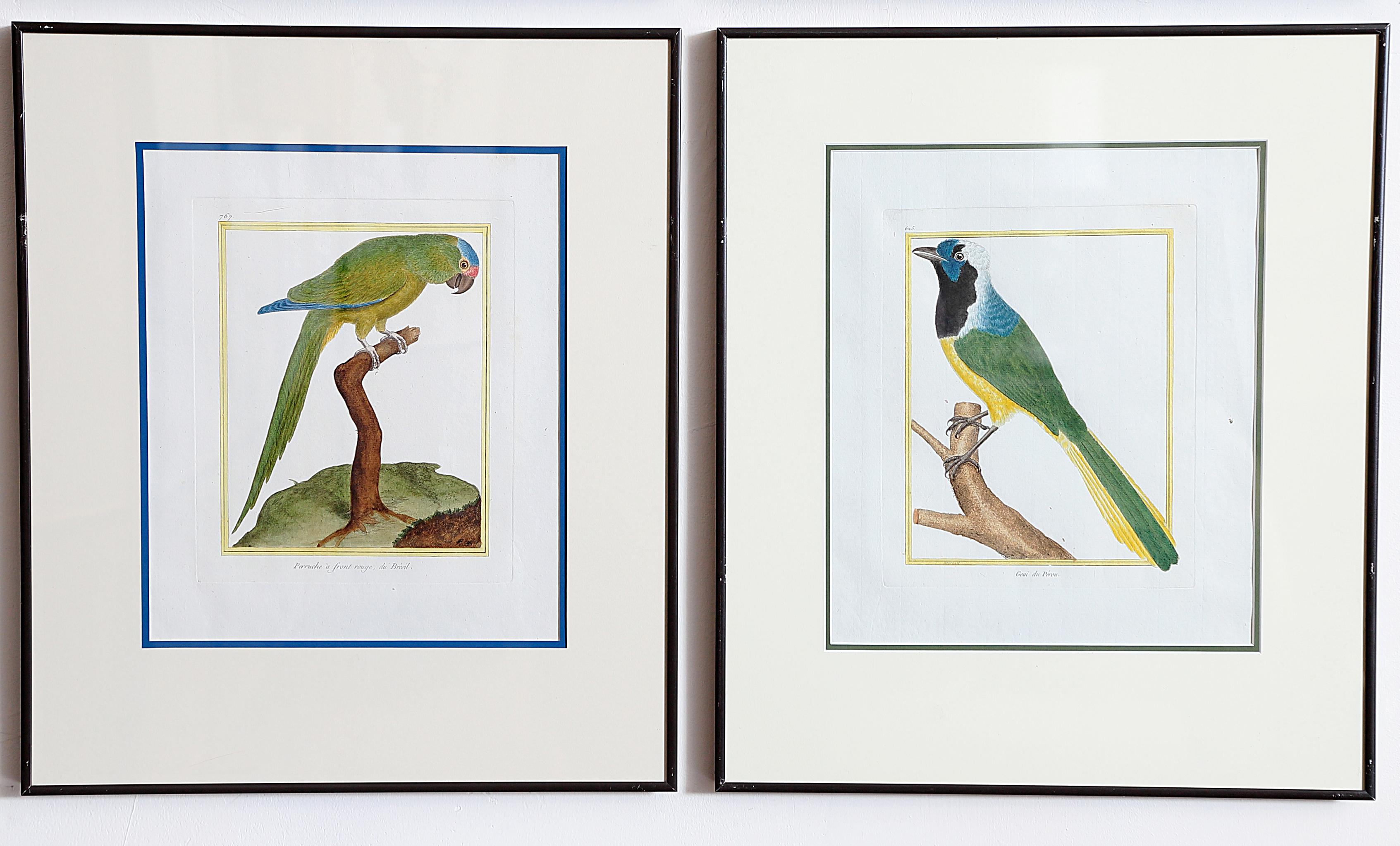 Hand-Colored Bird Engravings by François Nicolas Martinet 9