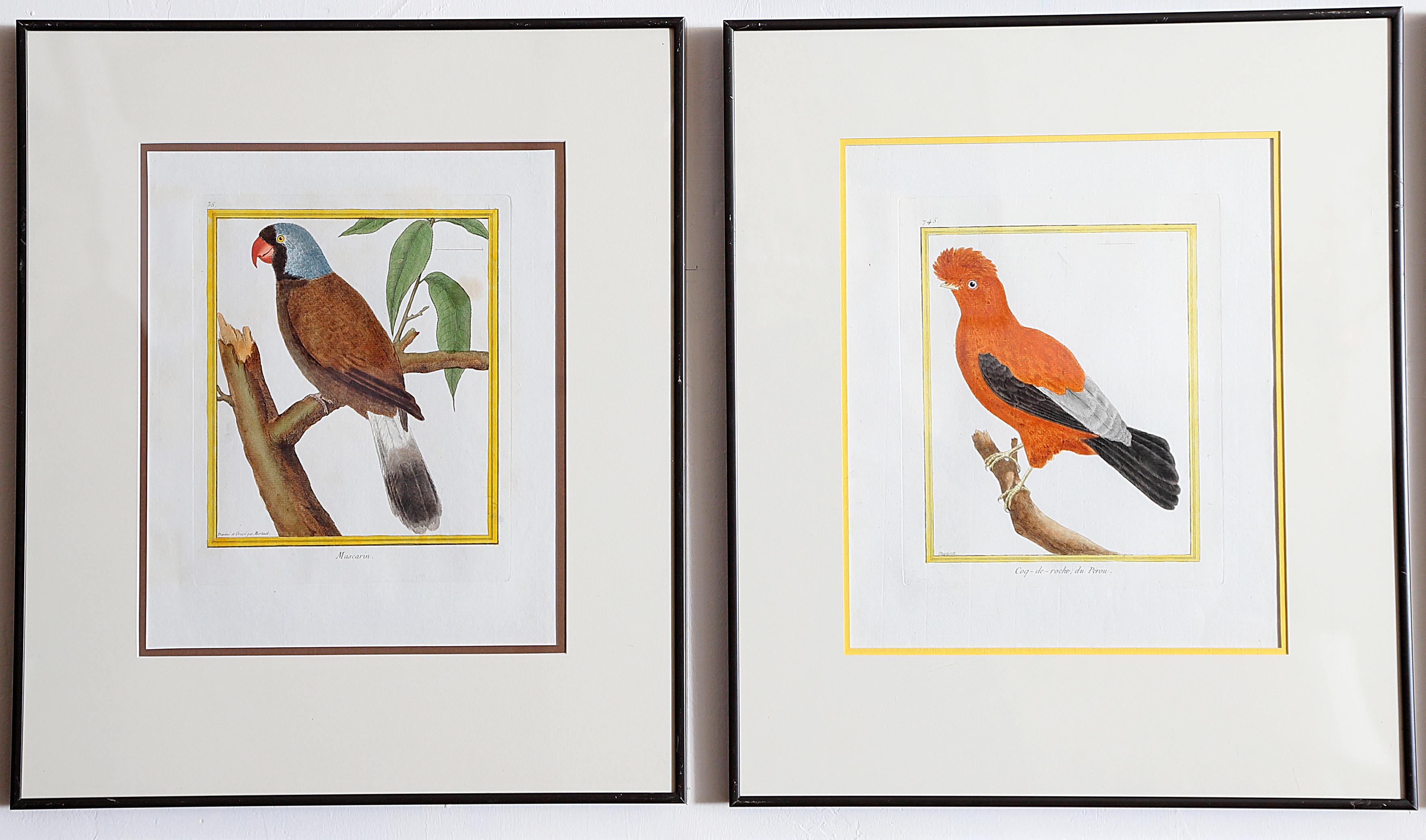 Hand-Colored Bird Engravings by François Nicolas Martinet 10