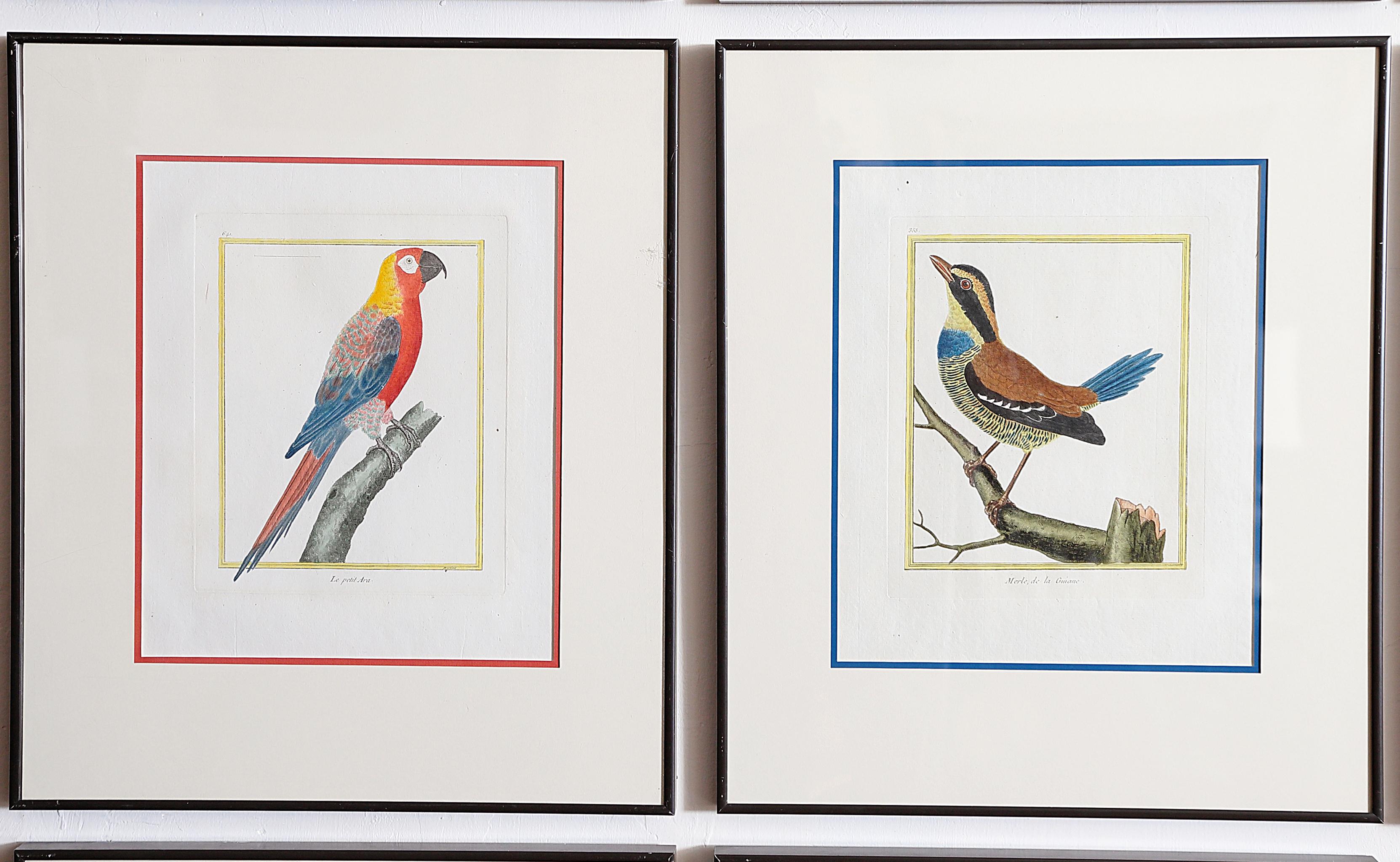 Hand-Colored Bird Engravings by François Nicolas Martinet 11