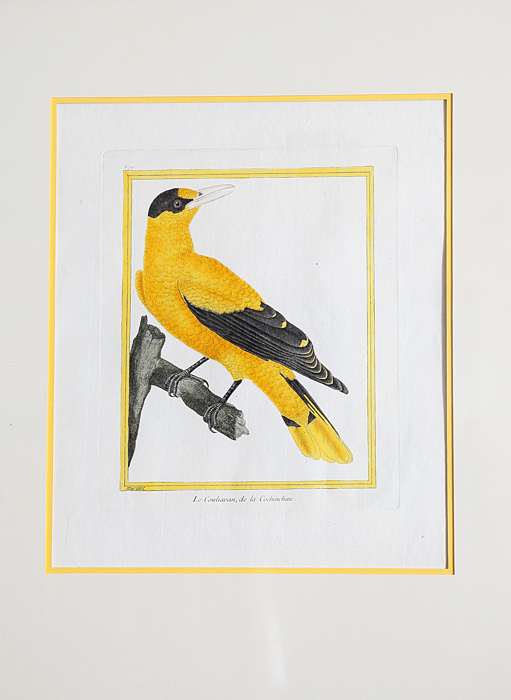 Set / group of 14 
François Nicolas Martinet (1731-1804) hand-colored bird prints / engravings from the Comte de Buffon's Histoire Naturelle des Oiseaux

Image size: 10