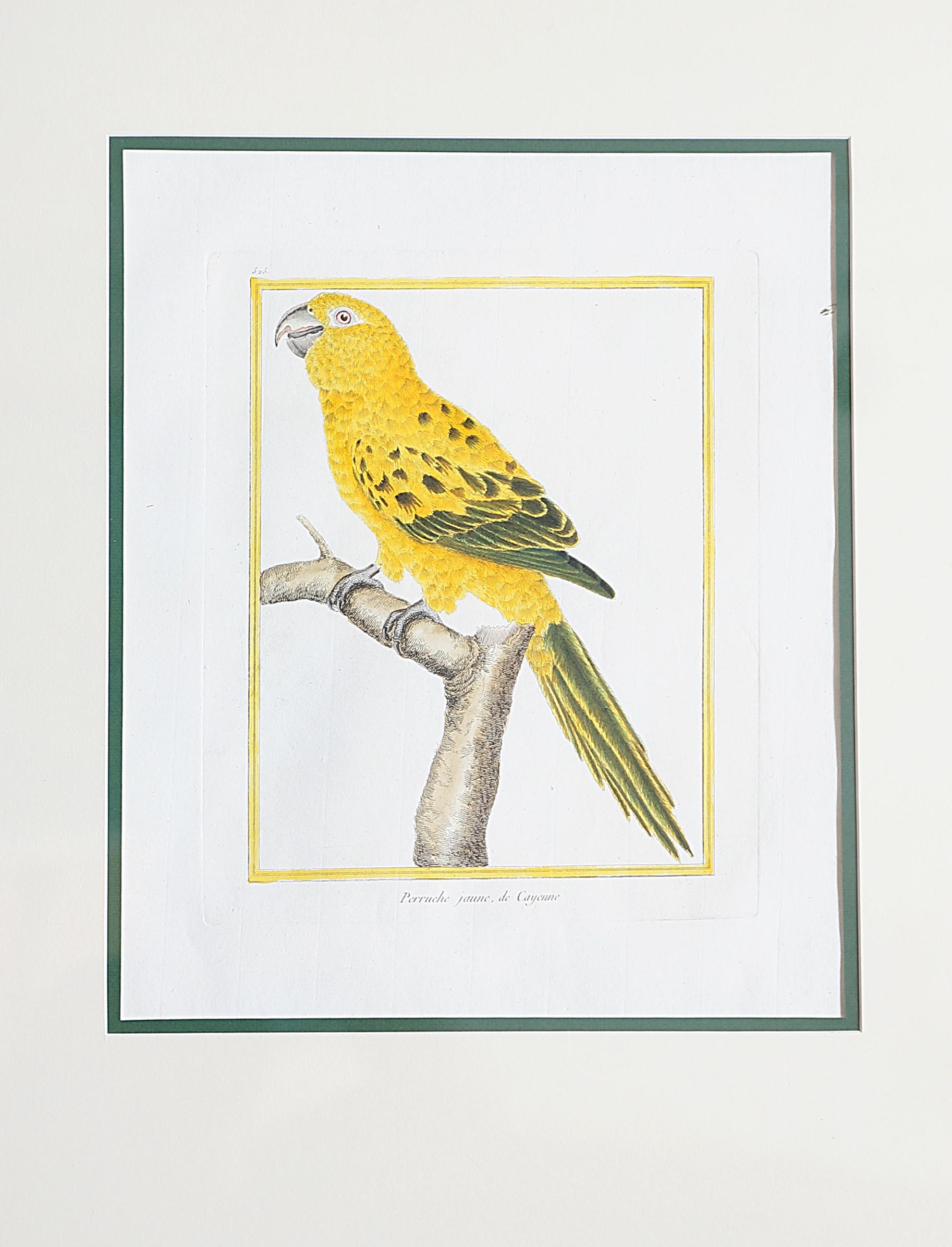 Neoclassical Hand-Colored Bird Engravings by François Nicolas Martinet