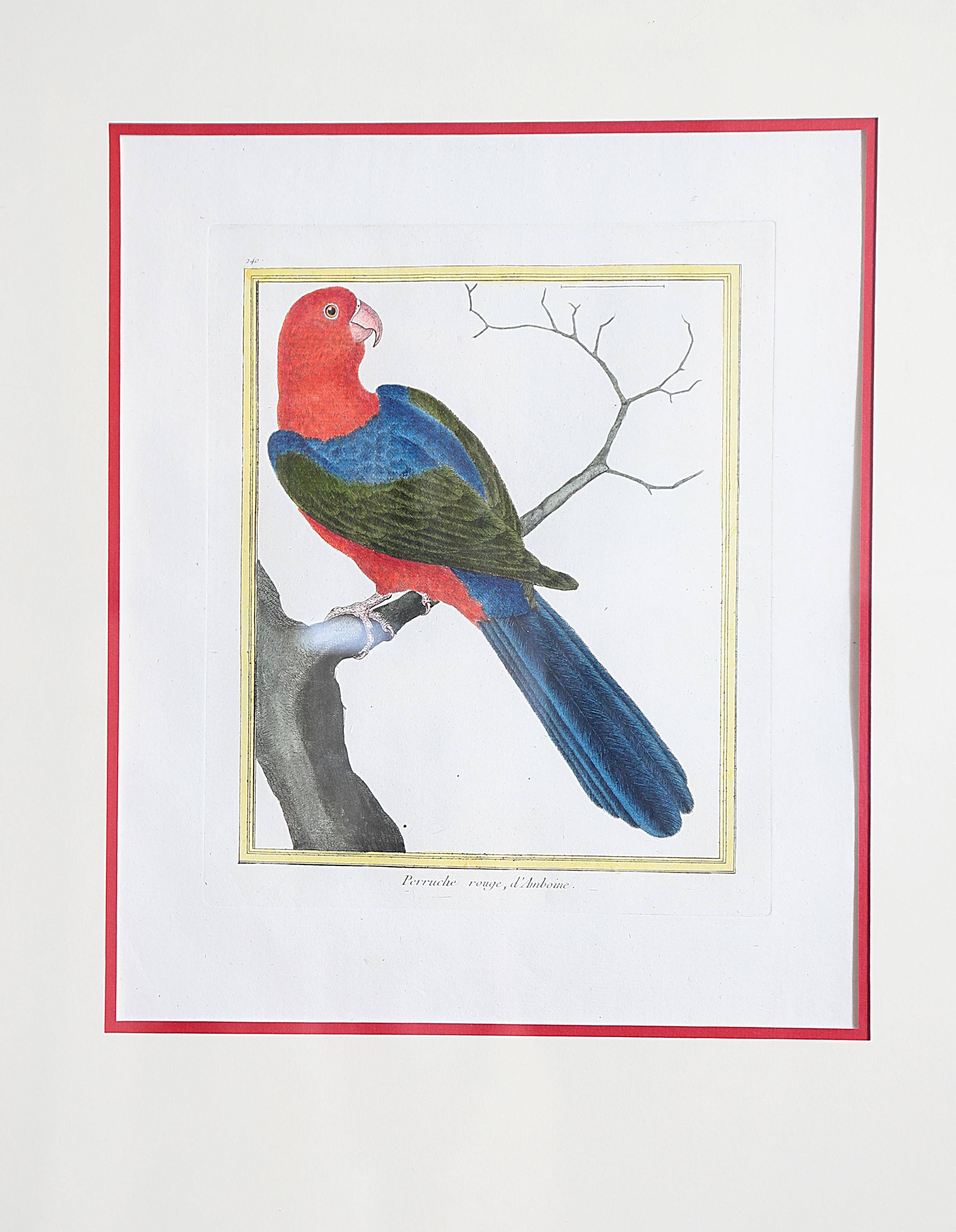 French Hand-Colored Bird Engravings by François Nicolas Martinet