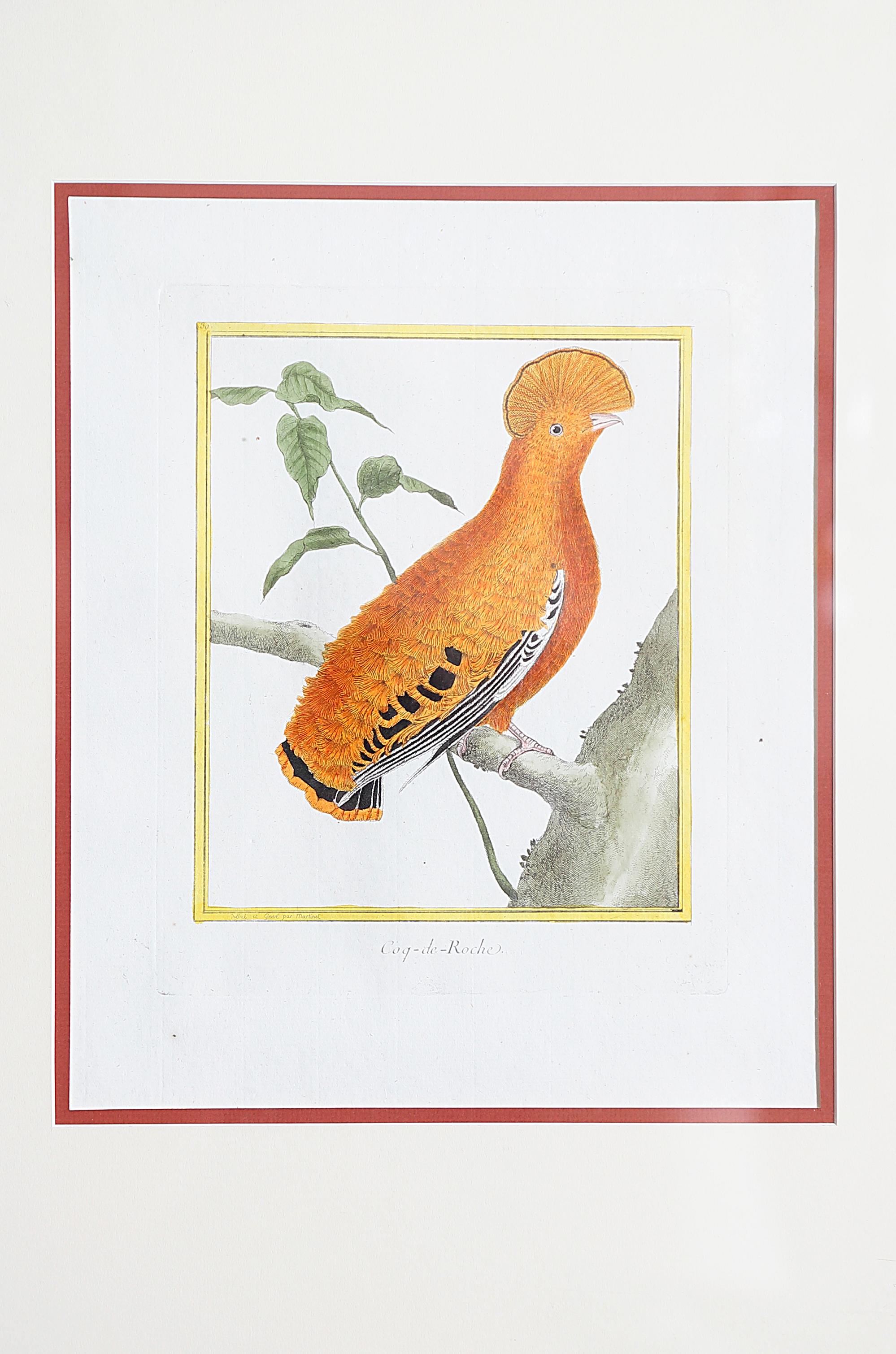 Hand-Painted Hand-Colored Bird Engravings by François Nicolas Martinet