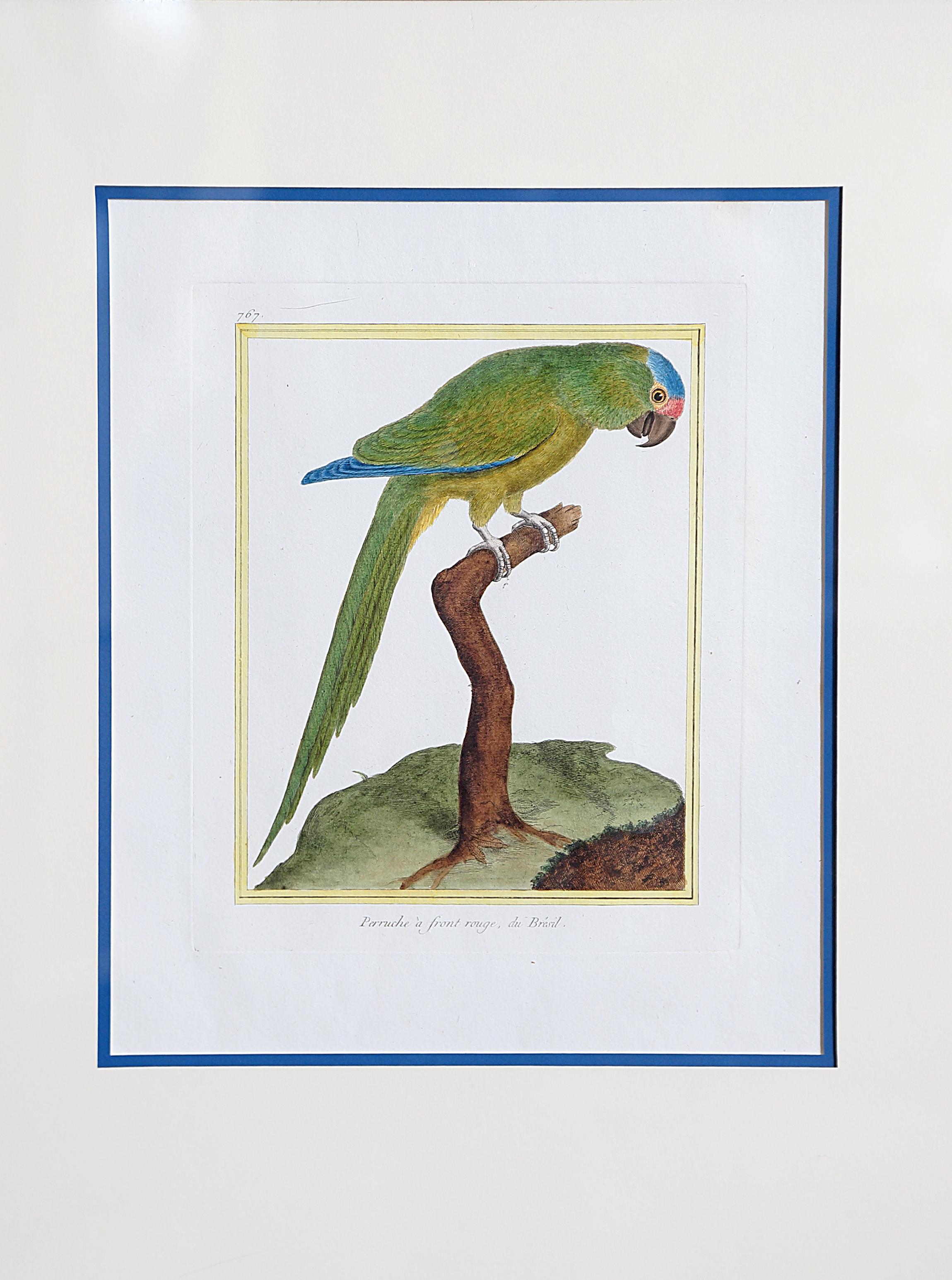 Paper Hand-Colored Bird Engravings by François Nicolas Martinet