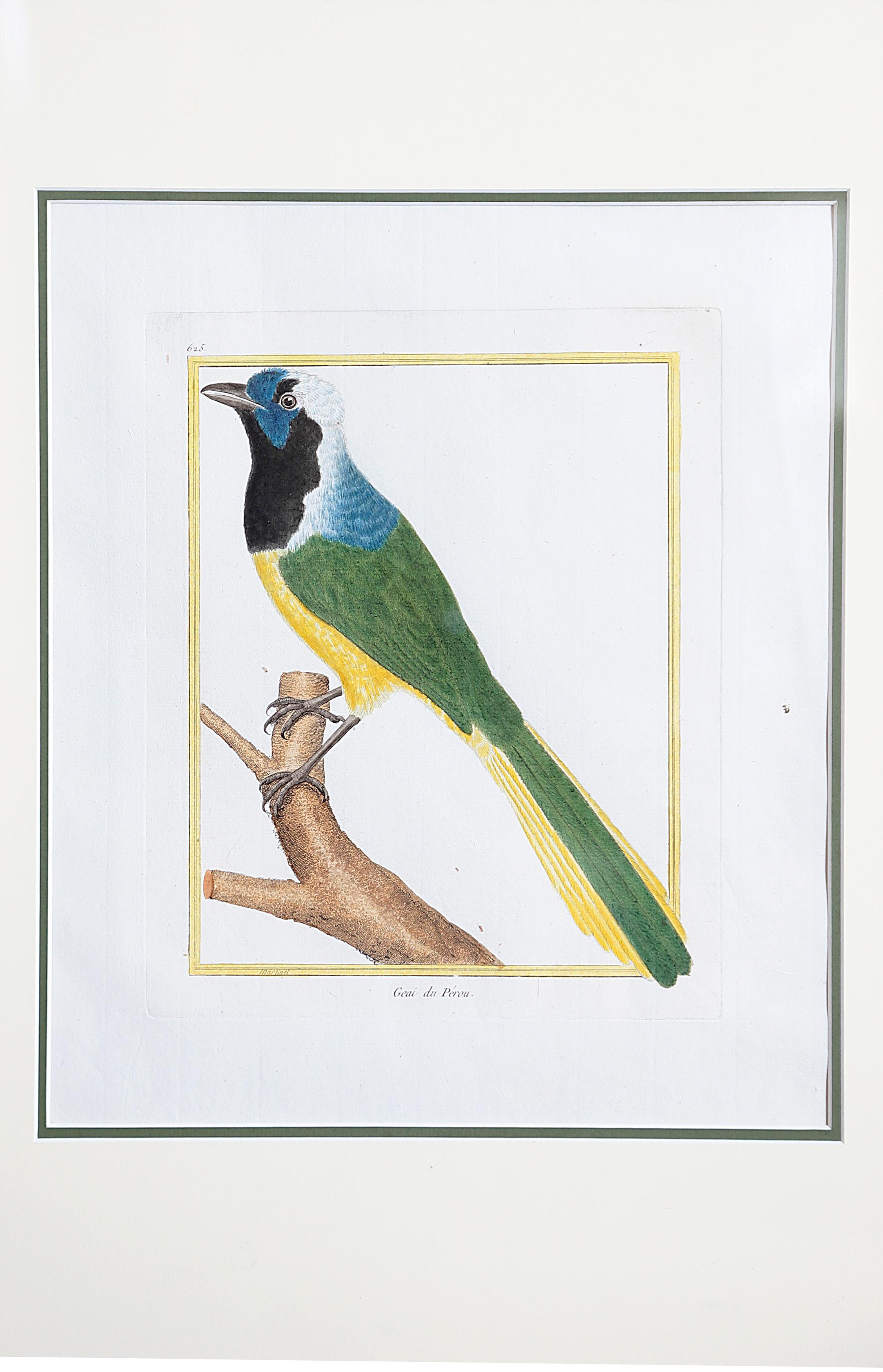 Hand-Colored Bird Engravings by François Nicolas Martinet 1