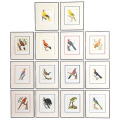 Hand-Colored Bird Engravings by François Nicolas Martinet