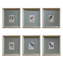 Antique Hand Colored Bird Engravings, circa 1890 (6 individual pieces available)