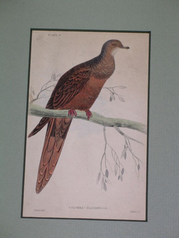 Glass Antique Hand Colored Bird Engravings, circa 1890 (6 individual pieces available) For Sale