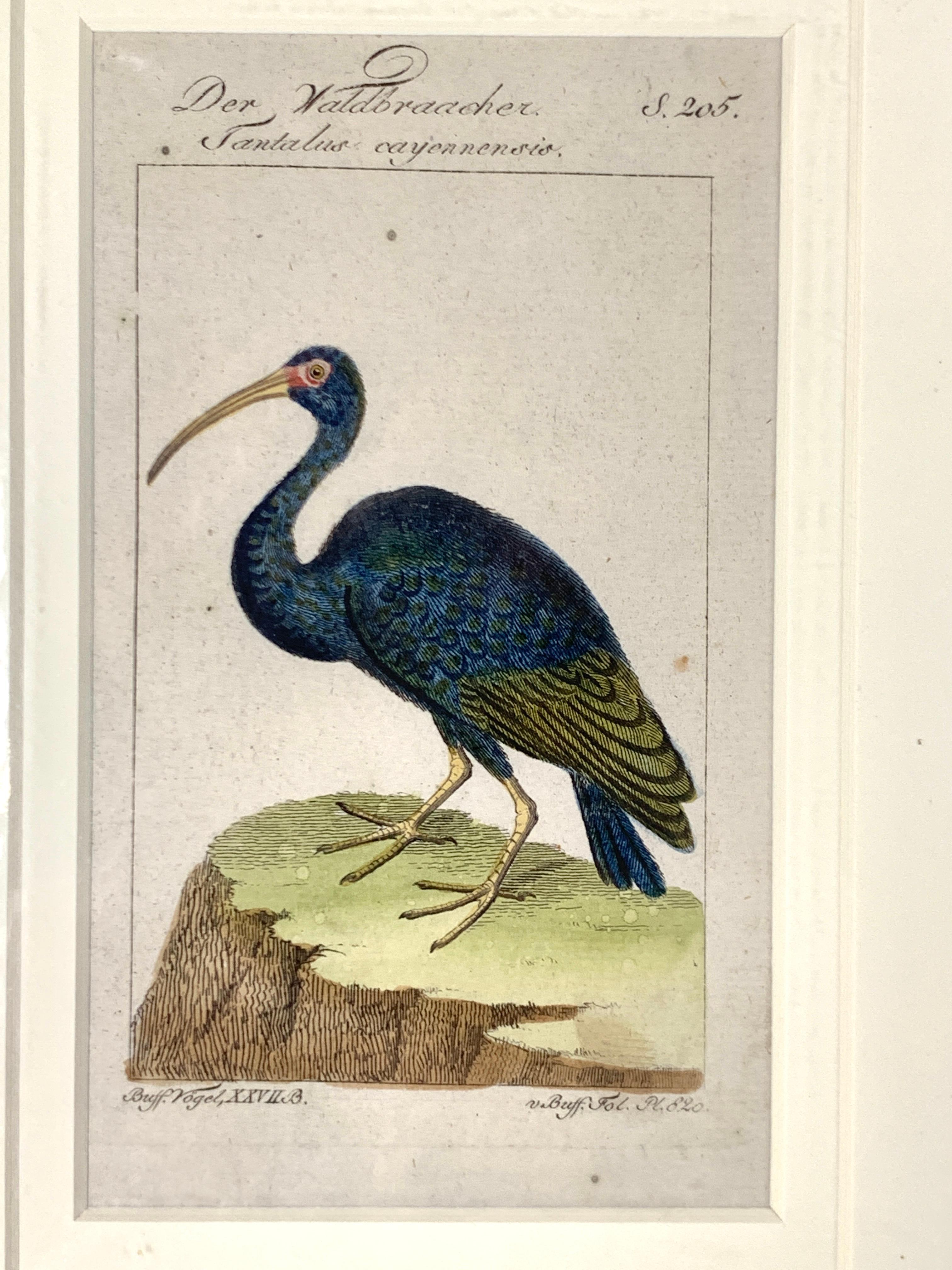 Gravures d'oiseaux colorées à la main - Ornements ornithologiques français Martinet-Buffon vers 1790 2