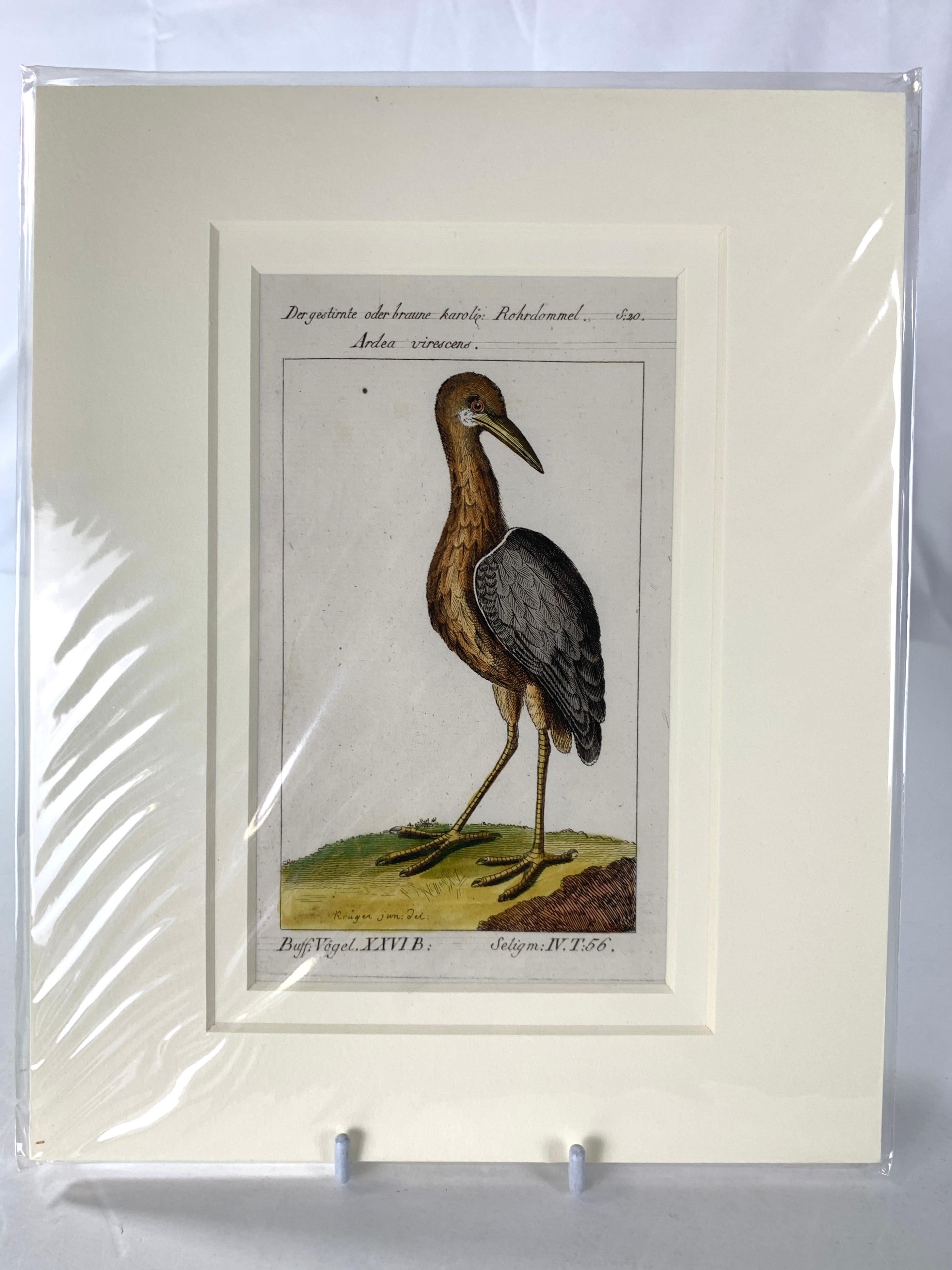 Gravures d'oiseaux colorées à la main - Ornements ornithologiques français Martinet-Buffon vers 1790 3