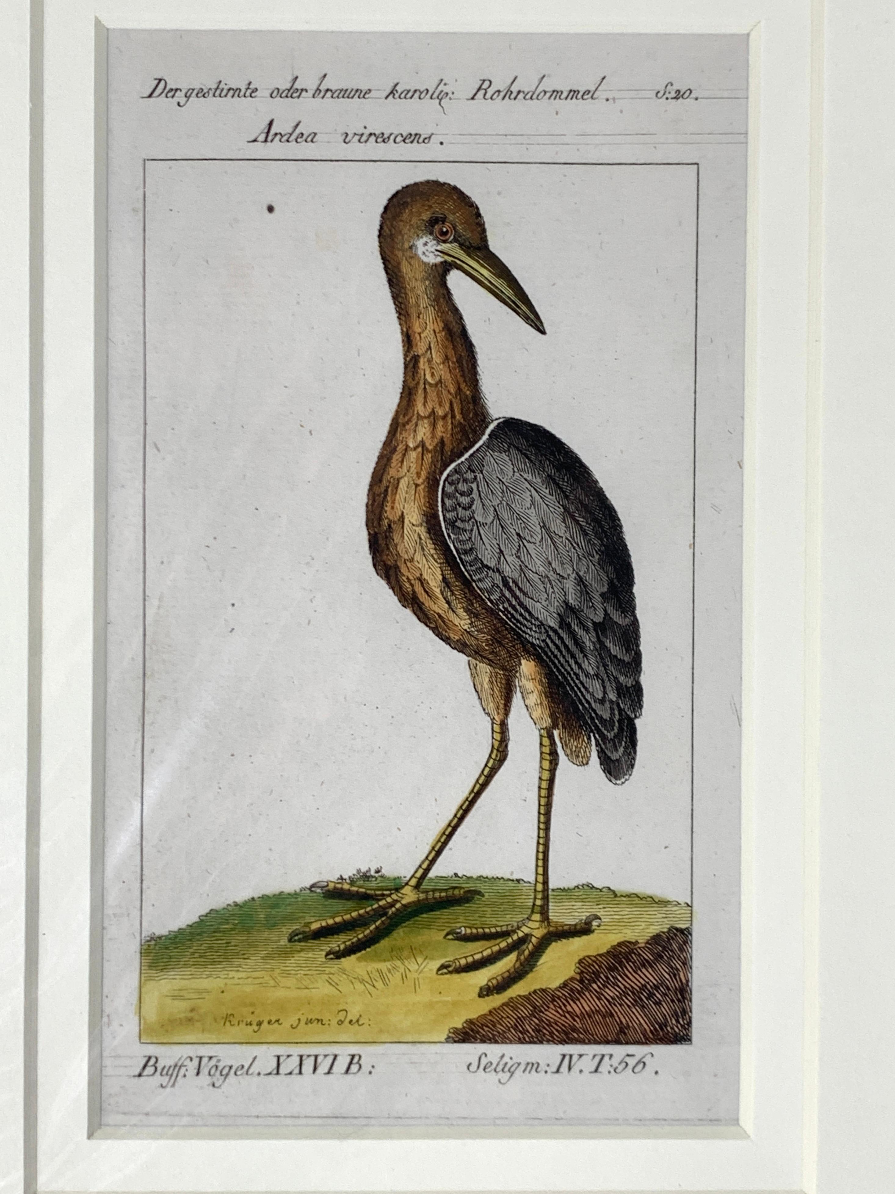 Gravures d'oiseaux colorées à la main - Ornements ornithologiques français Martinet-Buffon vers 1790 4