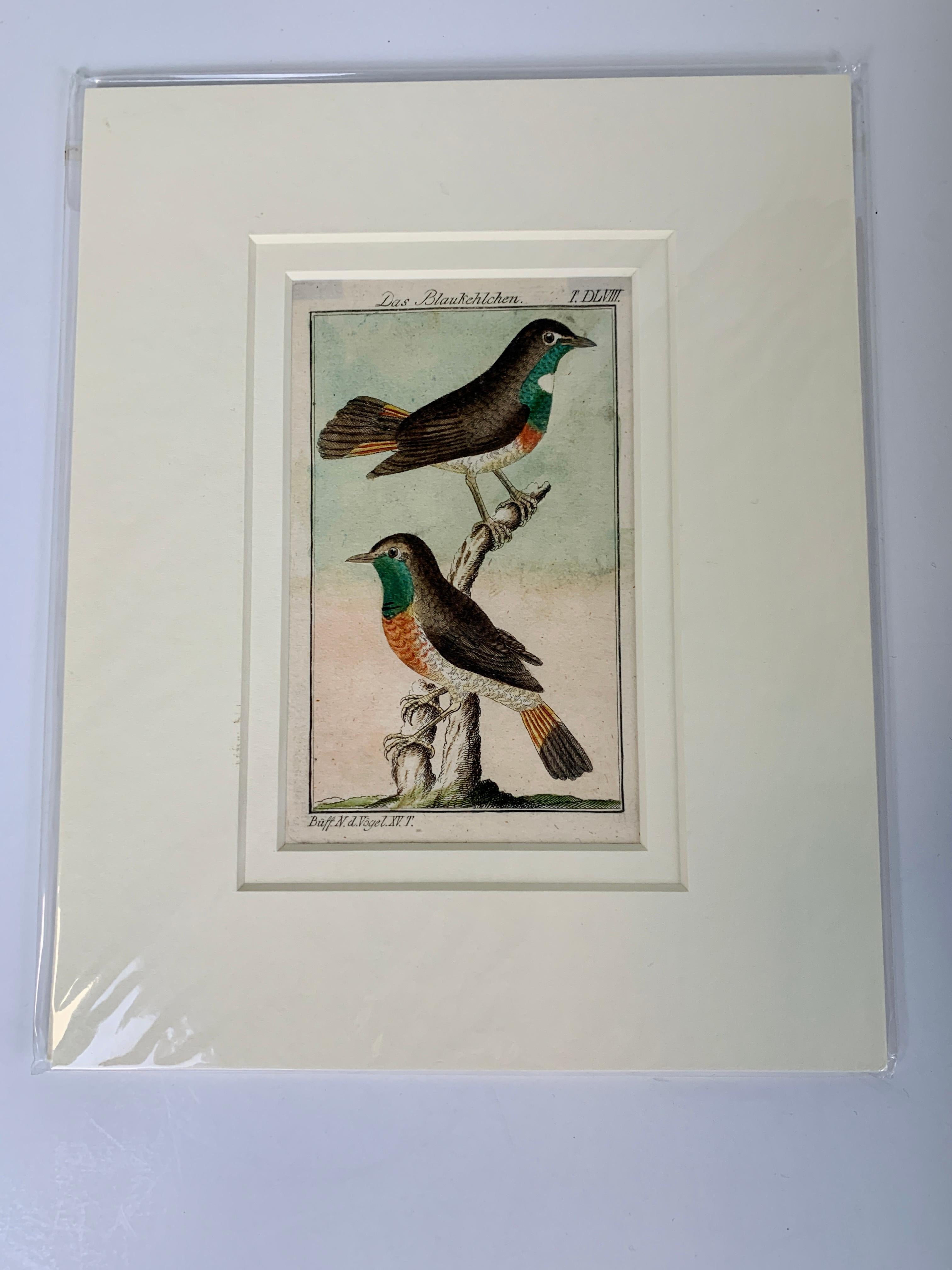 Handkolorierte Vogelgravuren, französisch, 18. Jahrhundert, von Francois-Nicolas Martinet 4