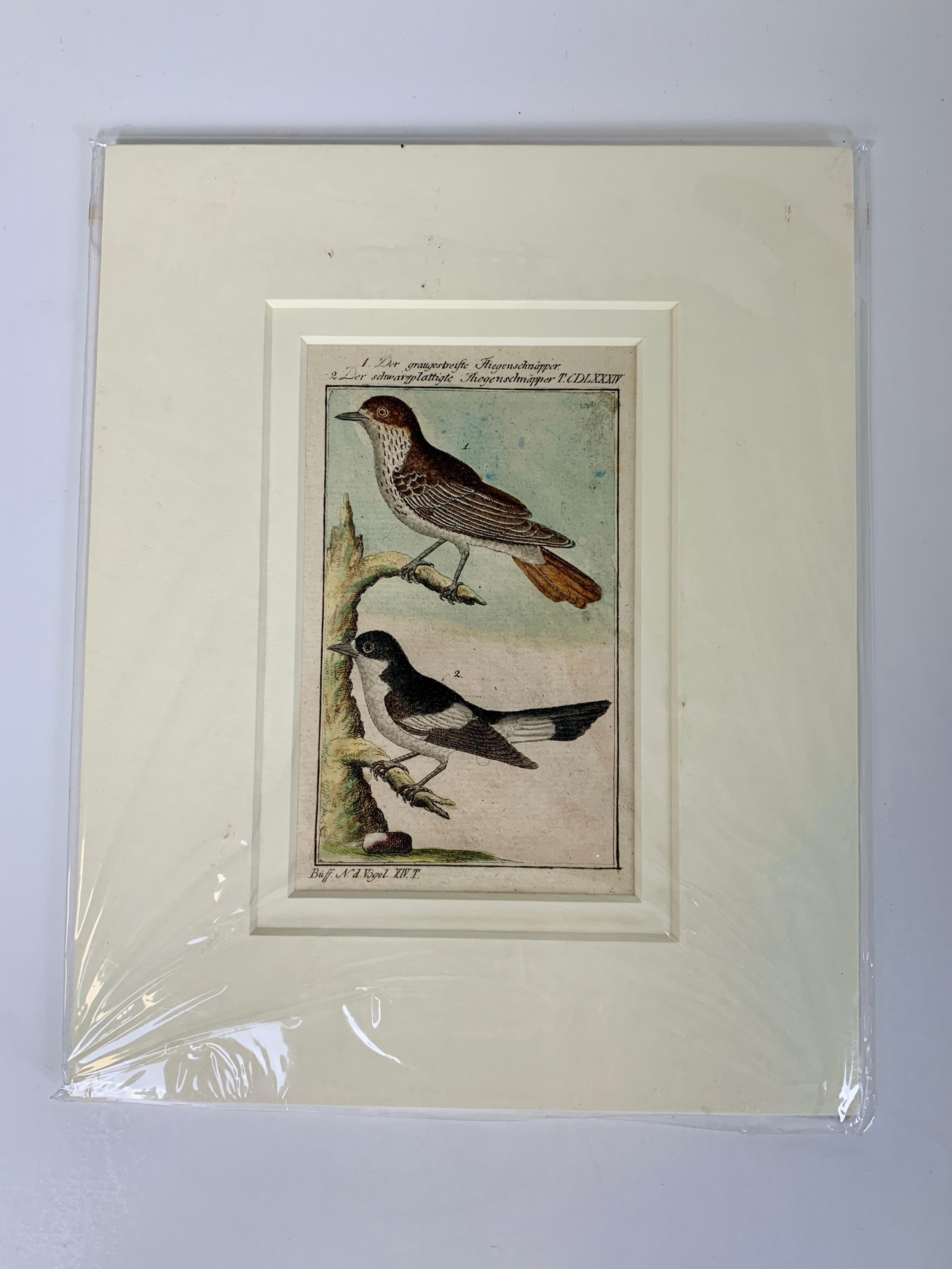 Handkolorierte Vogelgravuren, französisch, 18. Jahrhundert, von Francois-Nicolas Martinet 5