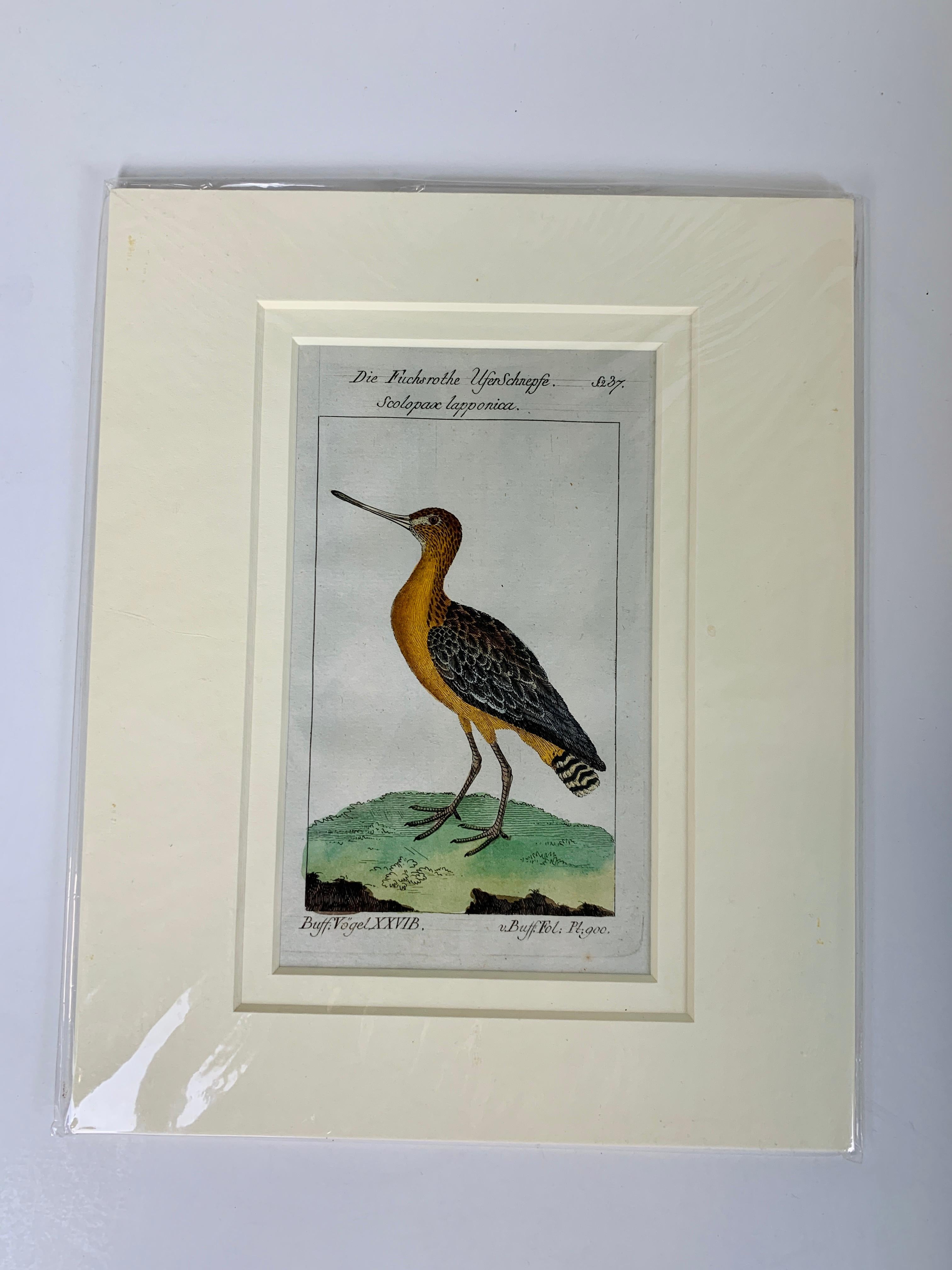 Gravures d'oiseaux françaises colorées à la main 18e siècle par Francois-Nicolas Martinet 9