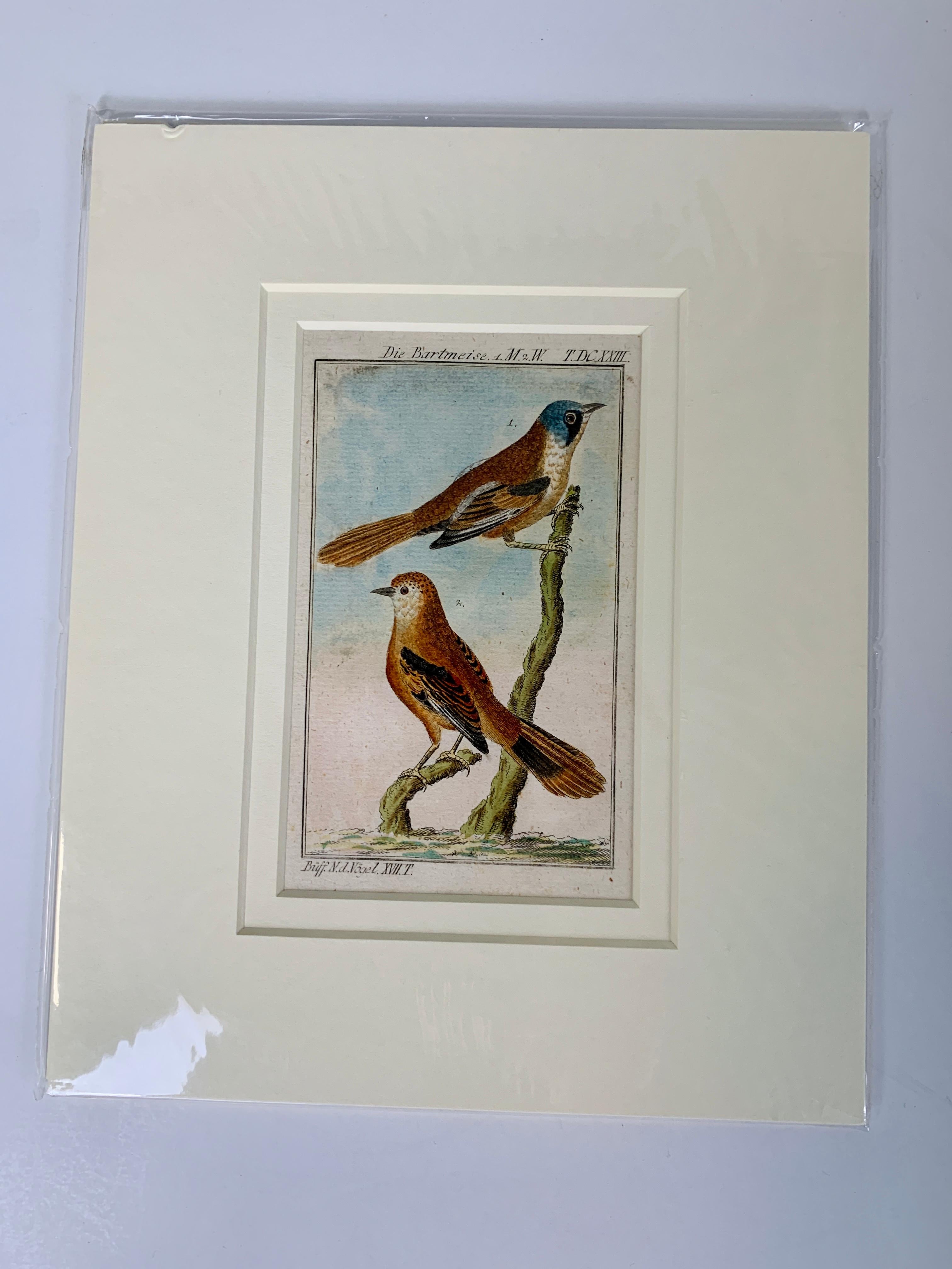 Gravures d'oiseaux françaises colorées à la main 18e siècle par Francois-Nicolas Martinet 10