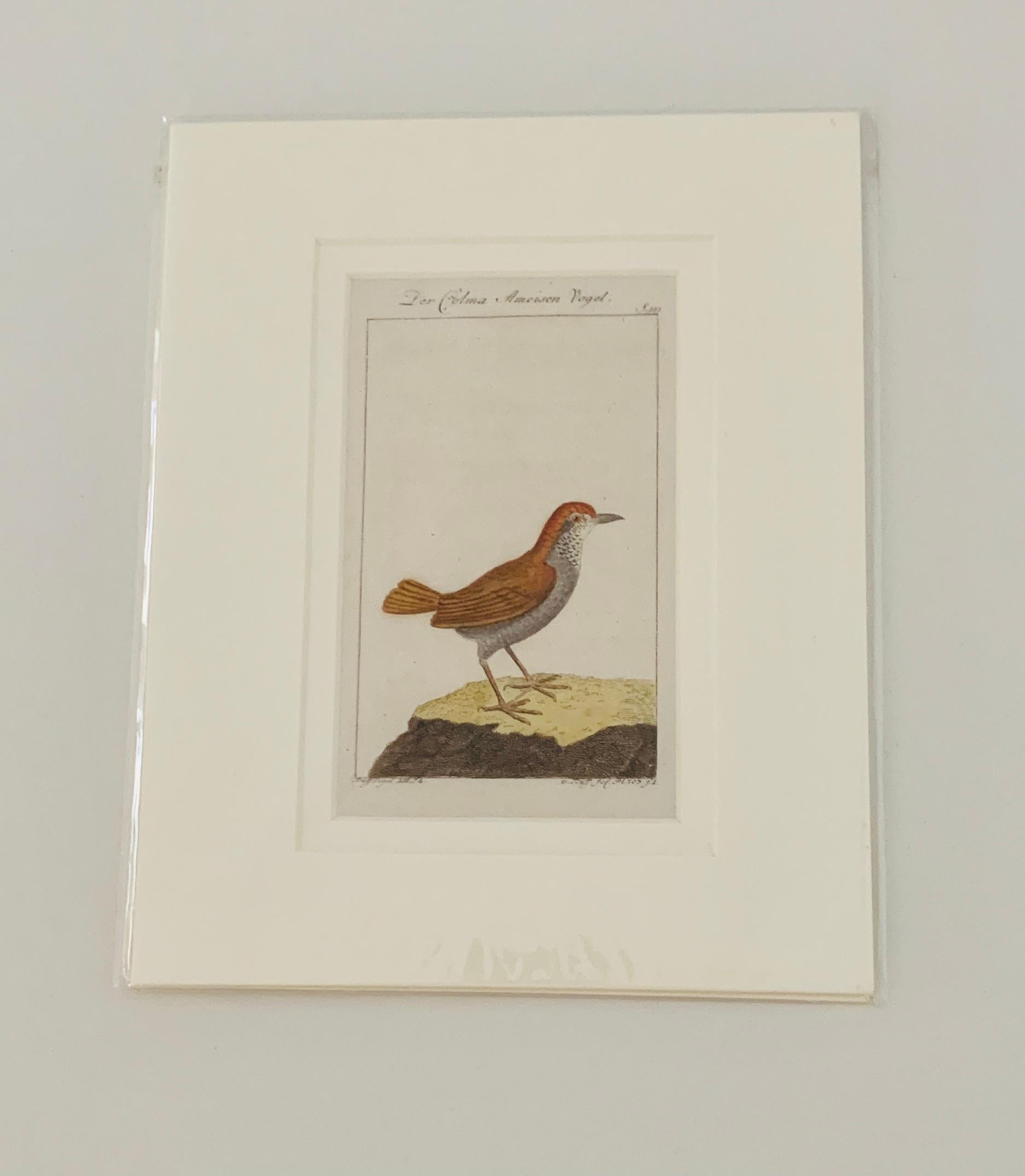 Gravures d'oiseaux françaises colorées à la main 18e siècle par Francois-Nicolas Martinet 11