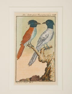 Handkolorierte Vogelgravuren, französisch, 18. Jahrhundert, von Francois-Nicolas Martinet