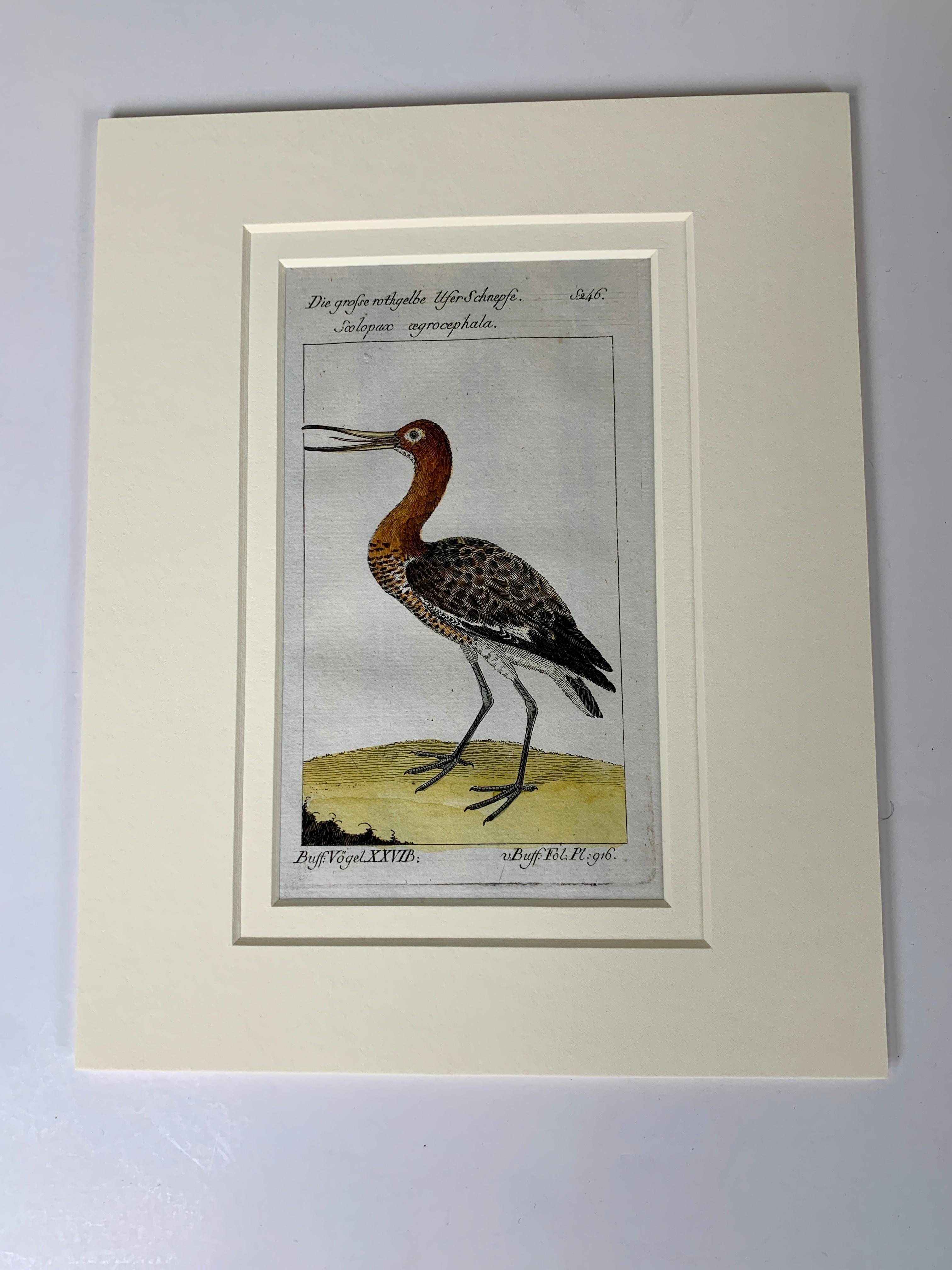 We are pleased to offer these Individual bird scenes captured on paper in the Audubon bird engravings style.
These small, gem-like, hand-colored engravings represent the rare and compelling ornithological drawings of the influential naturalist and