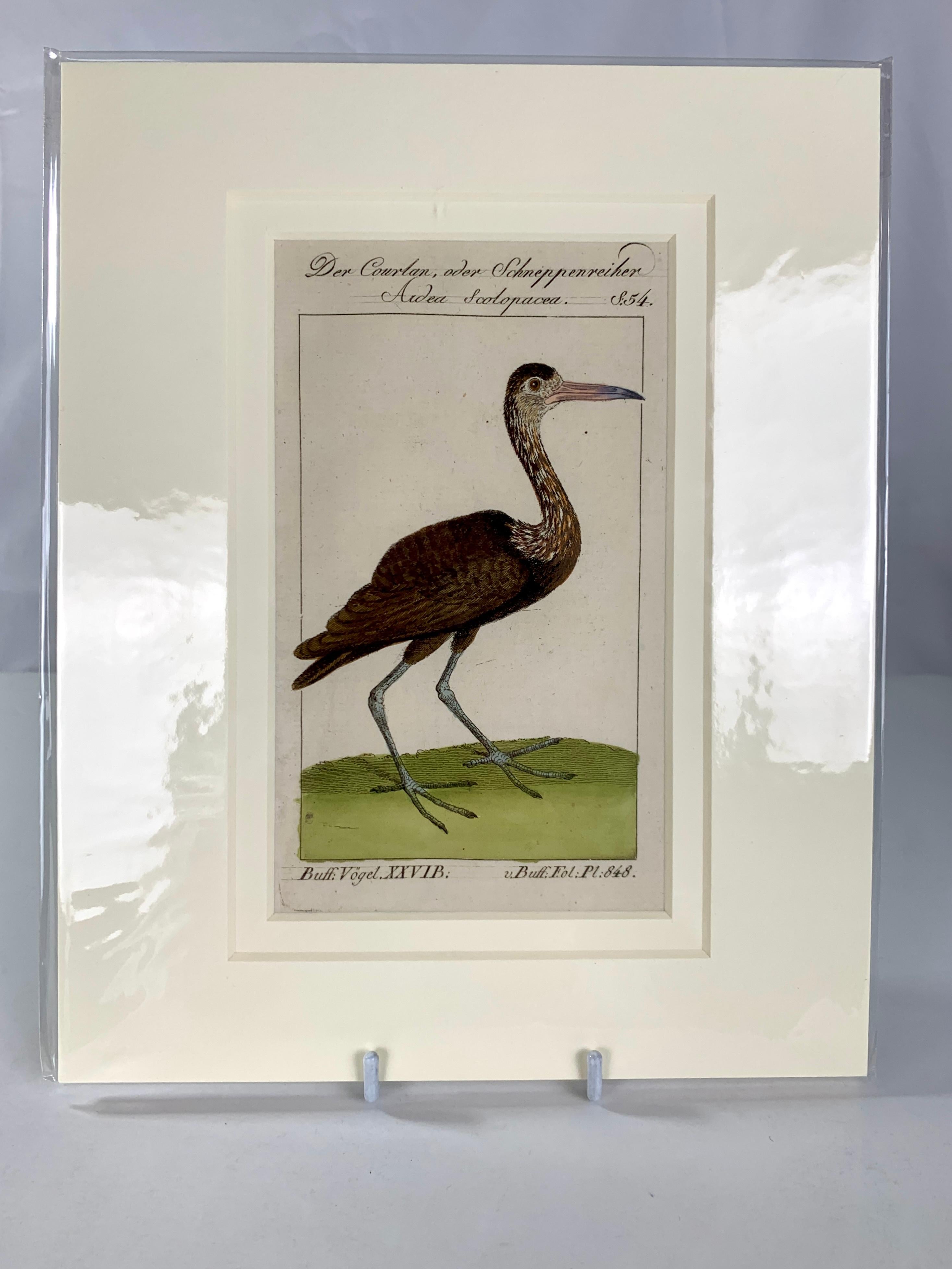 These are beautifully drawn, detailed copperplate engravings from one of the most important ornithological works of the 18th century.  They are rare and compelling hand-colored engravings printed on original 18th-century rag paper taken from the