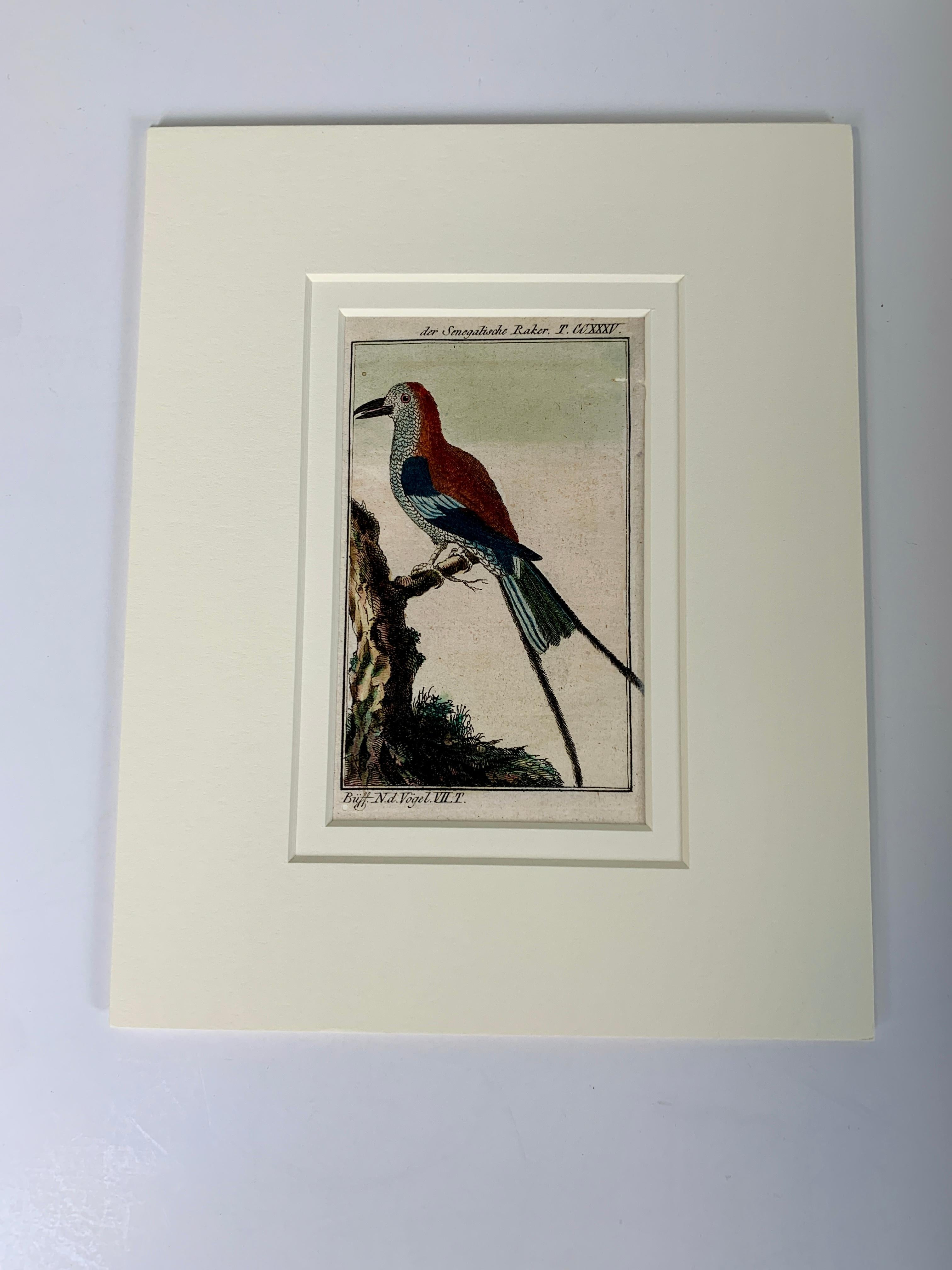 Handkolorierte Vogelgravuren, französisch, 18. Jahrhundert, von Francois-Nicolas Martinet 7