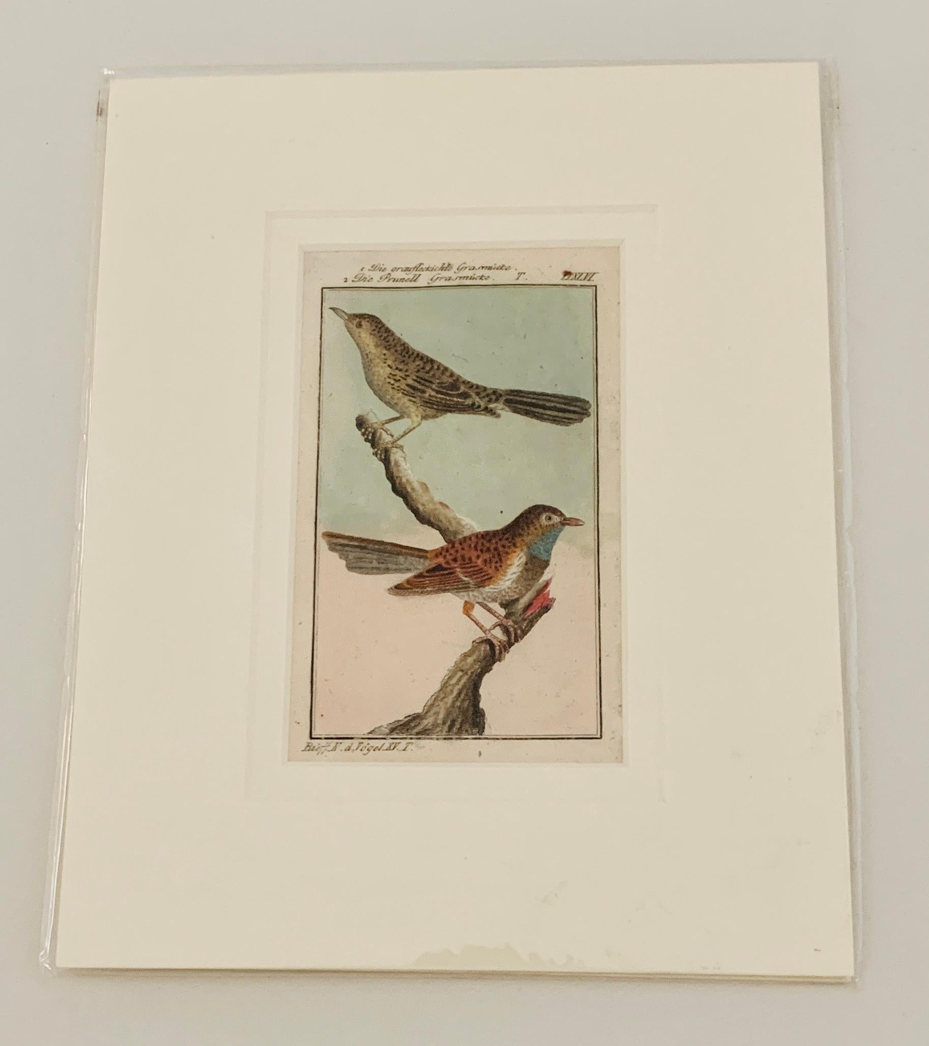 Gravures d'oiseaux françaises colorées à la main 18e siècle par Francois-Nicolas Martinet 12