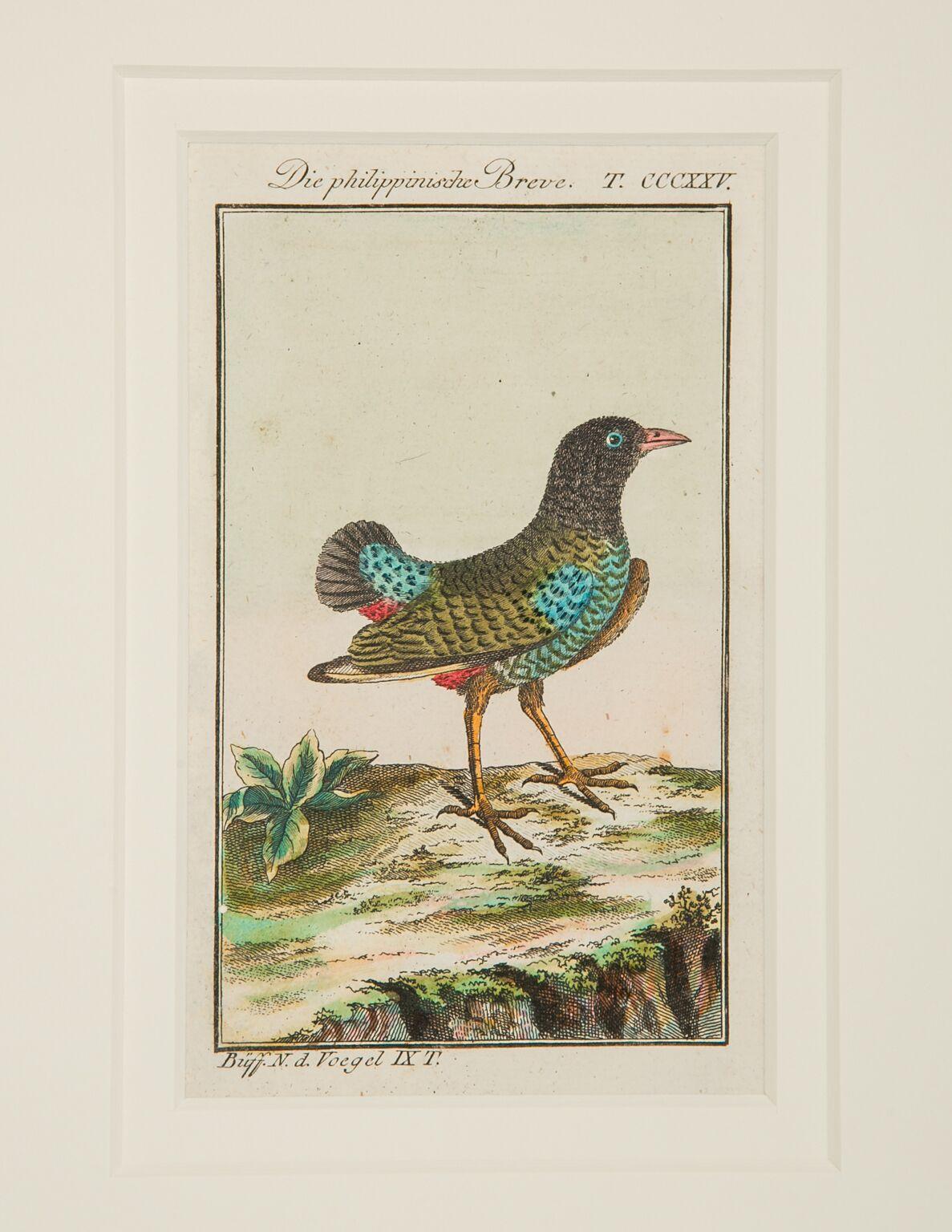 Regency Hand-Colored Bird Engravings French 18th Century by Francois-Nicolas Martinet