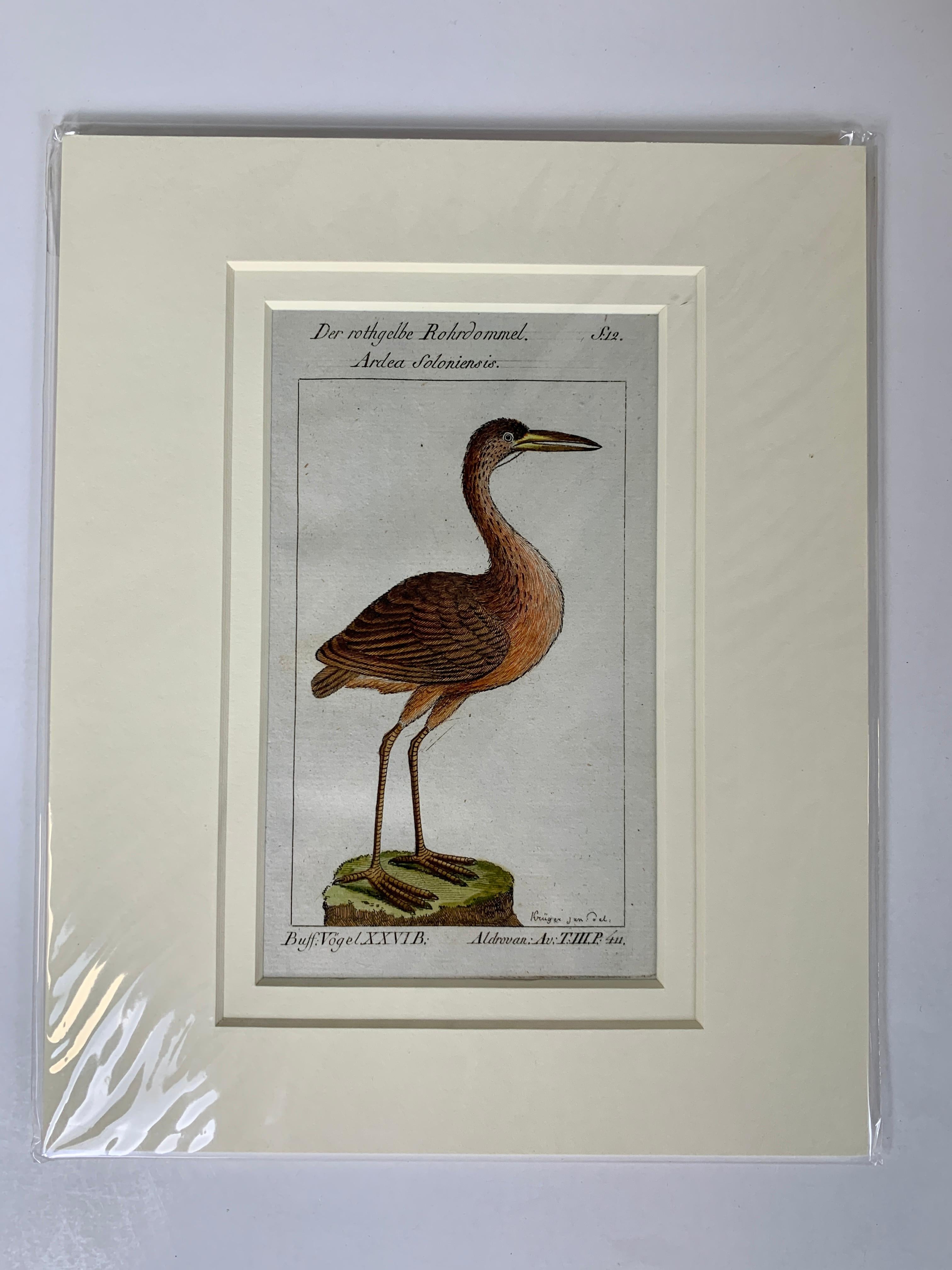 Regency Gravures d'oiseaux françaises colorées à la main 18e siècle par Francois-Nicolas Martinet