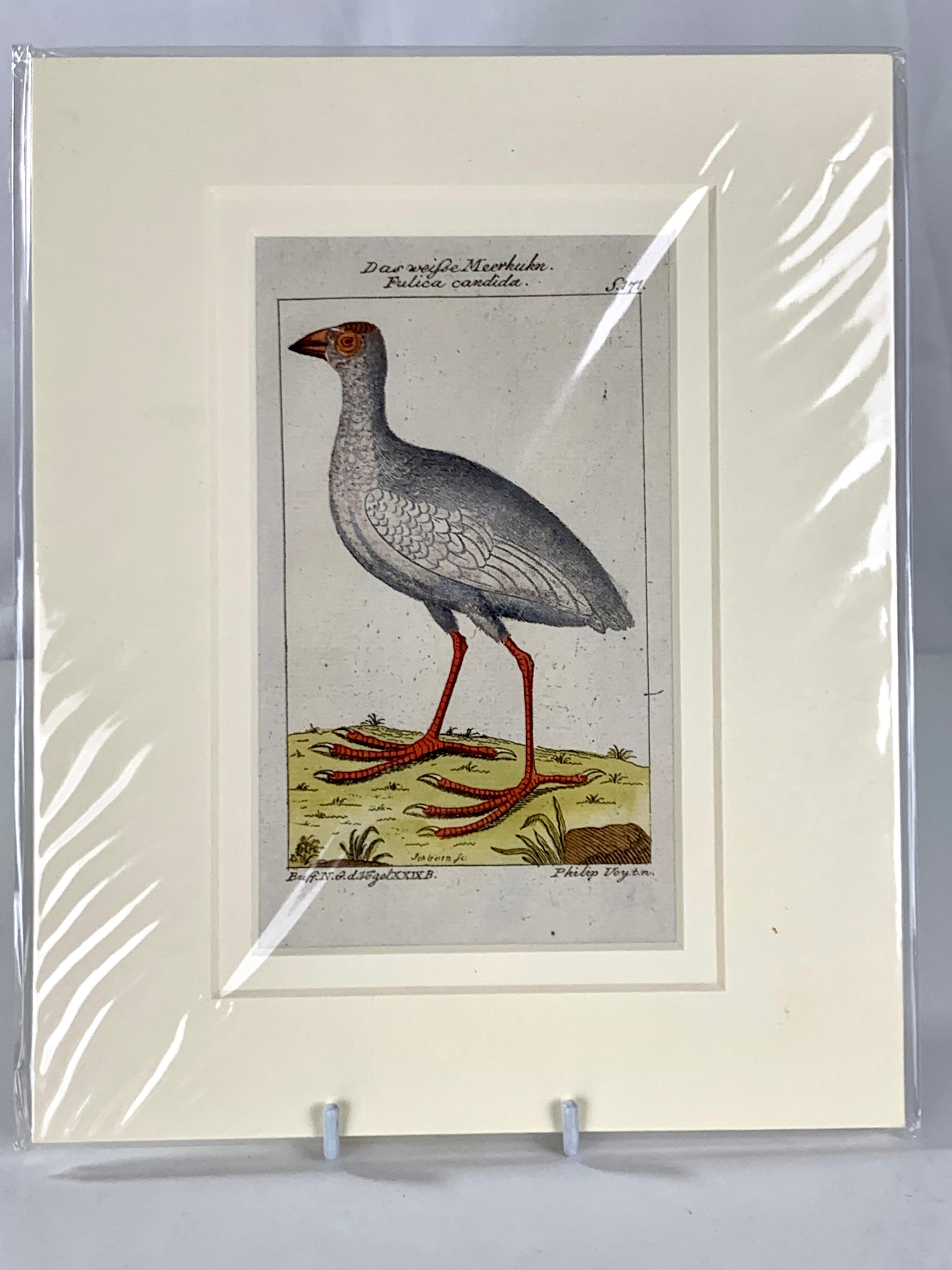Regency Gravures d'oiseaux colorées à la main - Ornements ornithologiques français Martinet-Buffon vers 1790