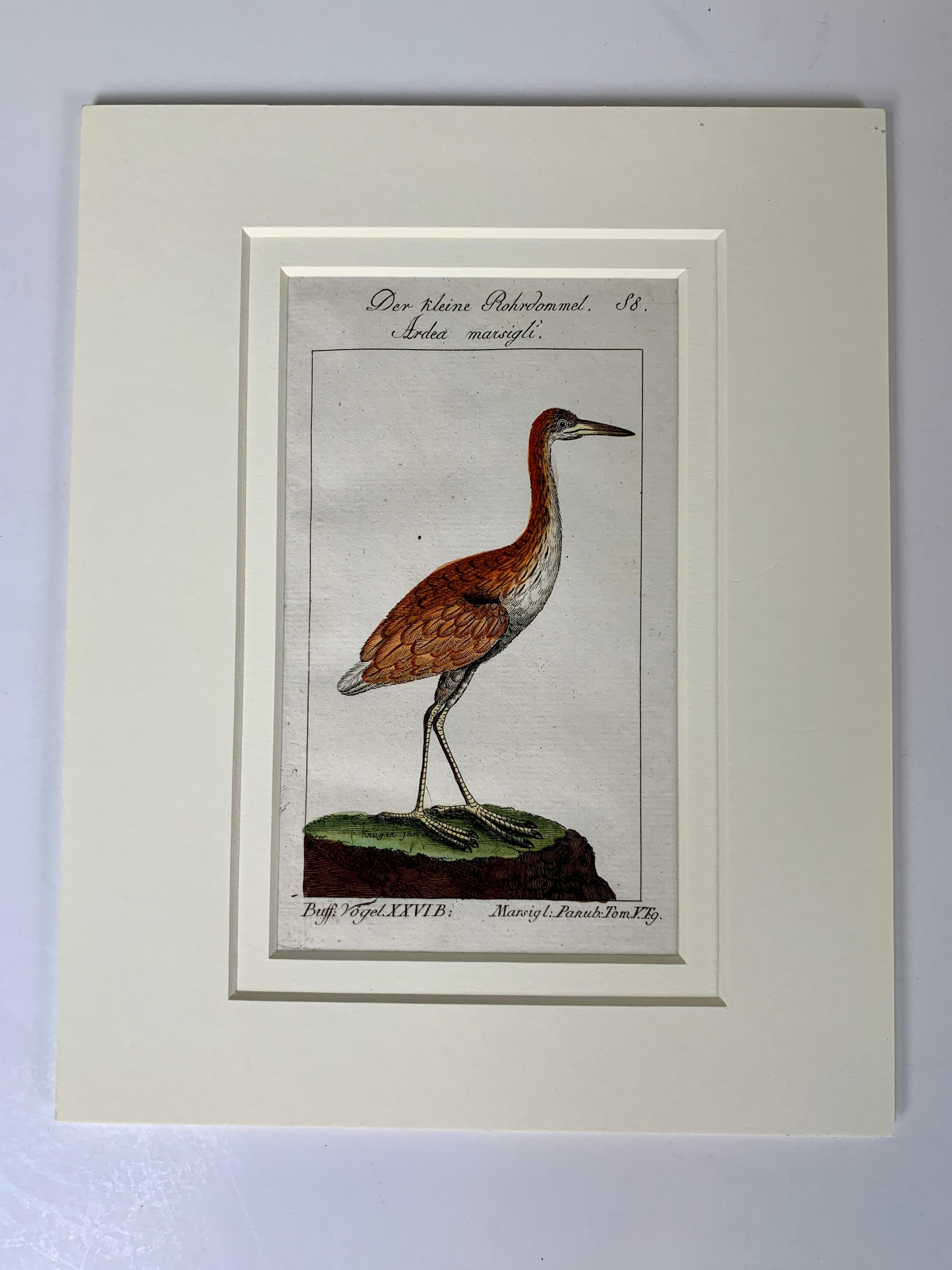 Gravures d'oiseaux françaises colorées à la main 18e siècle par Francois-Nicolas Martinet 7