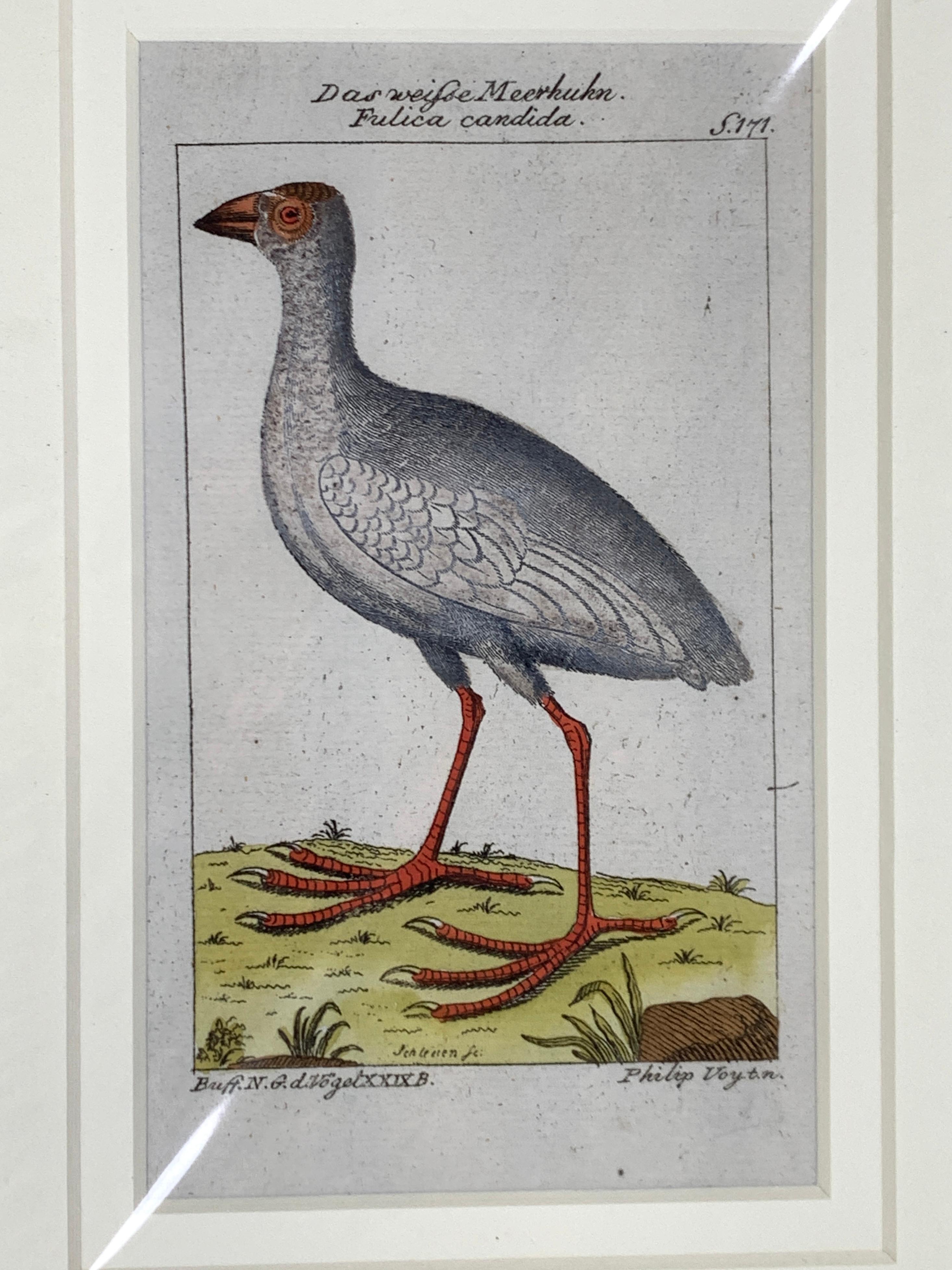 Français Gravures d'oiseaux colorées à la main - Ornements ornithologiques français Martinet-Buffon vers 1790