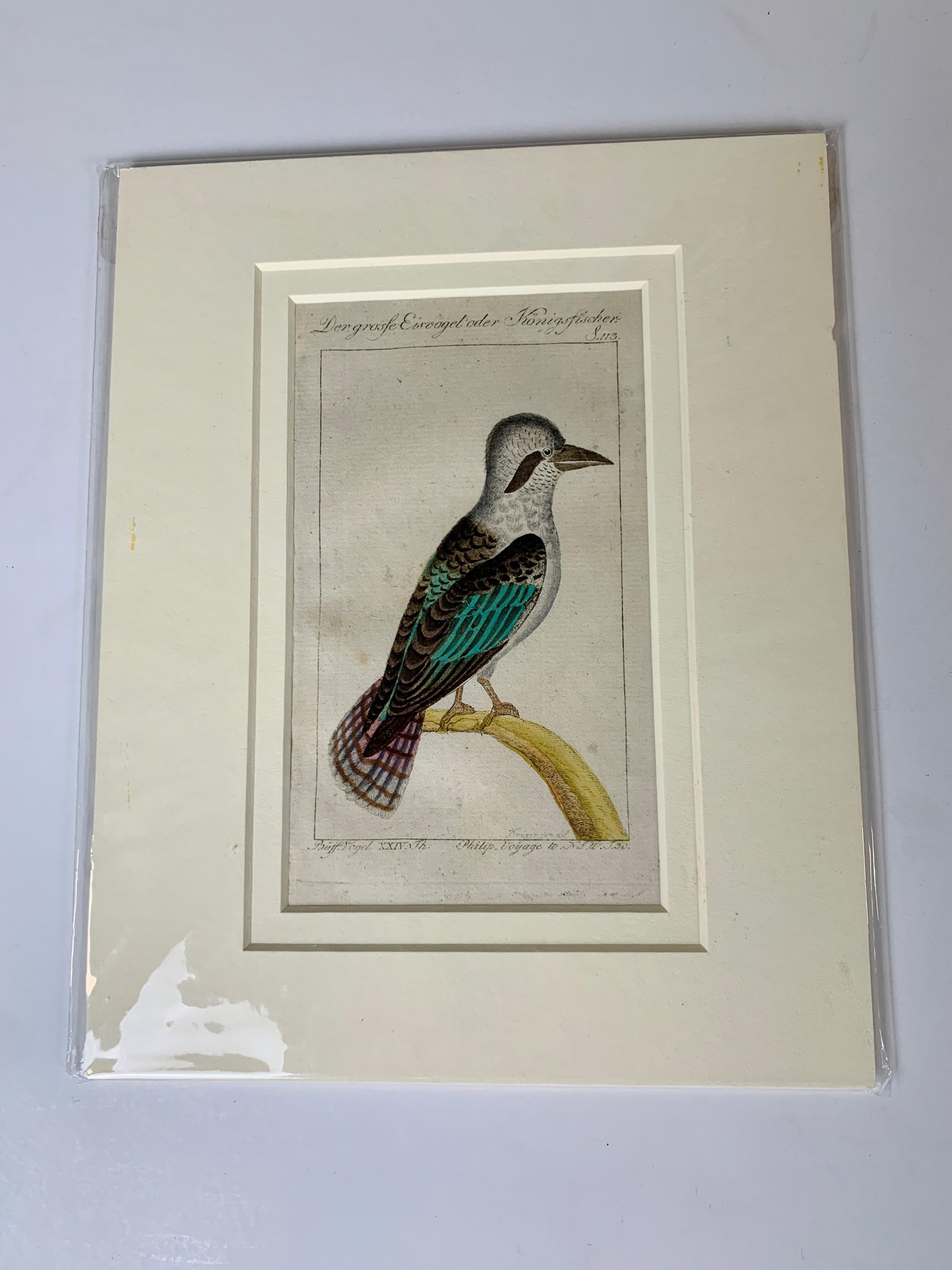 Français Gravures d'oiseaux françaises colorées à la main 18e siècle par Francois-Nicolas Martinet