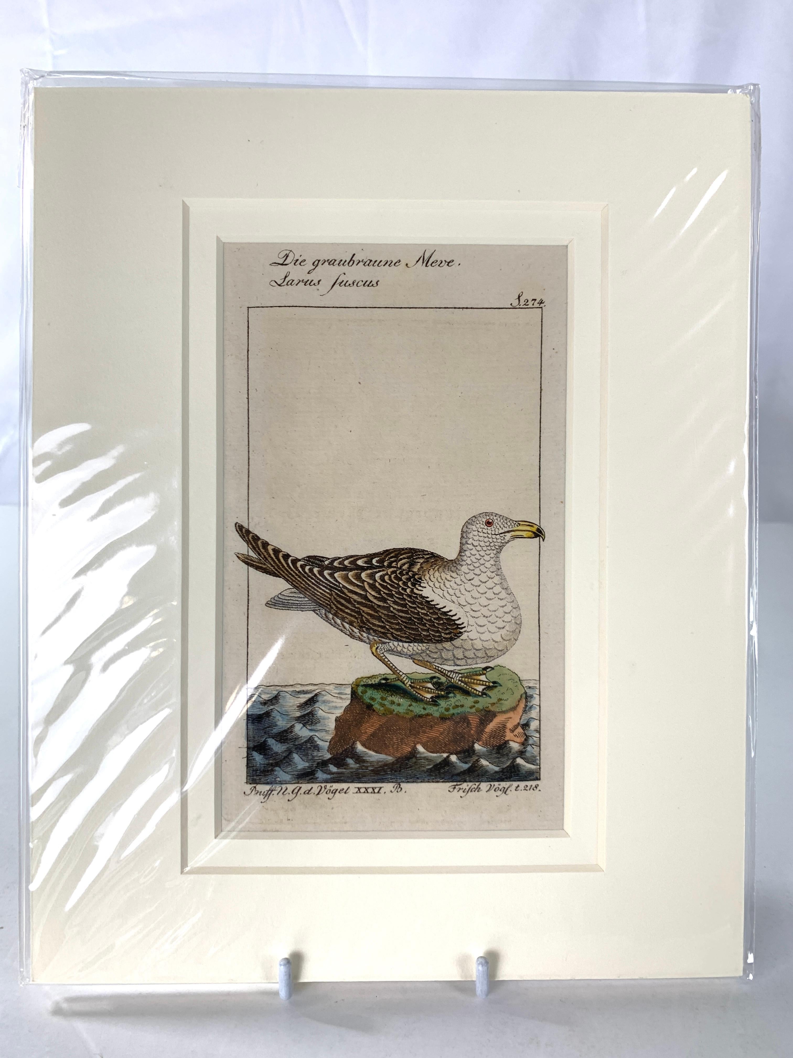 Gravé Gravures d'oiseaux colorées à la main - Ornements ornithologiques français Martinet-Buffon vers 1790