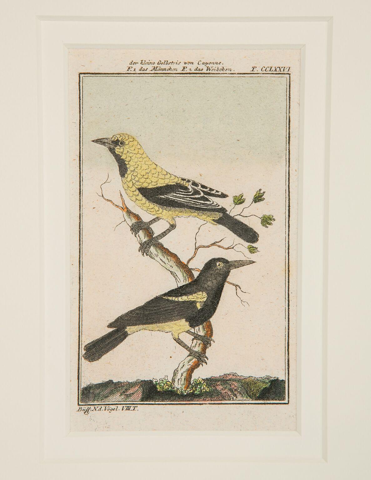 Paper Hand-Colored Bird Engravings French 18th Century by Francois-Nicolas Martinet