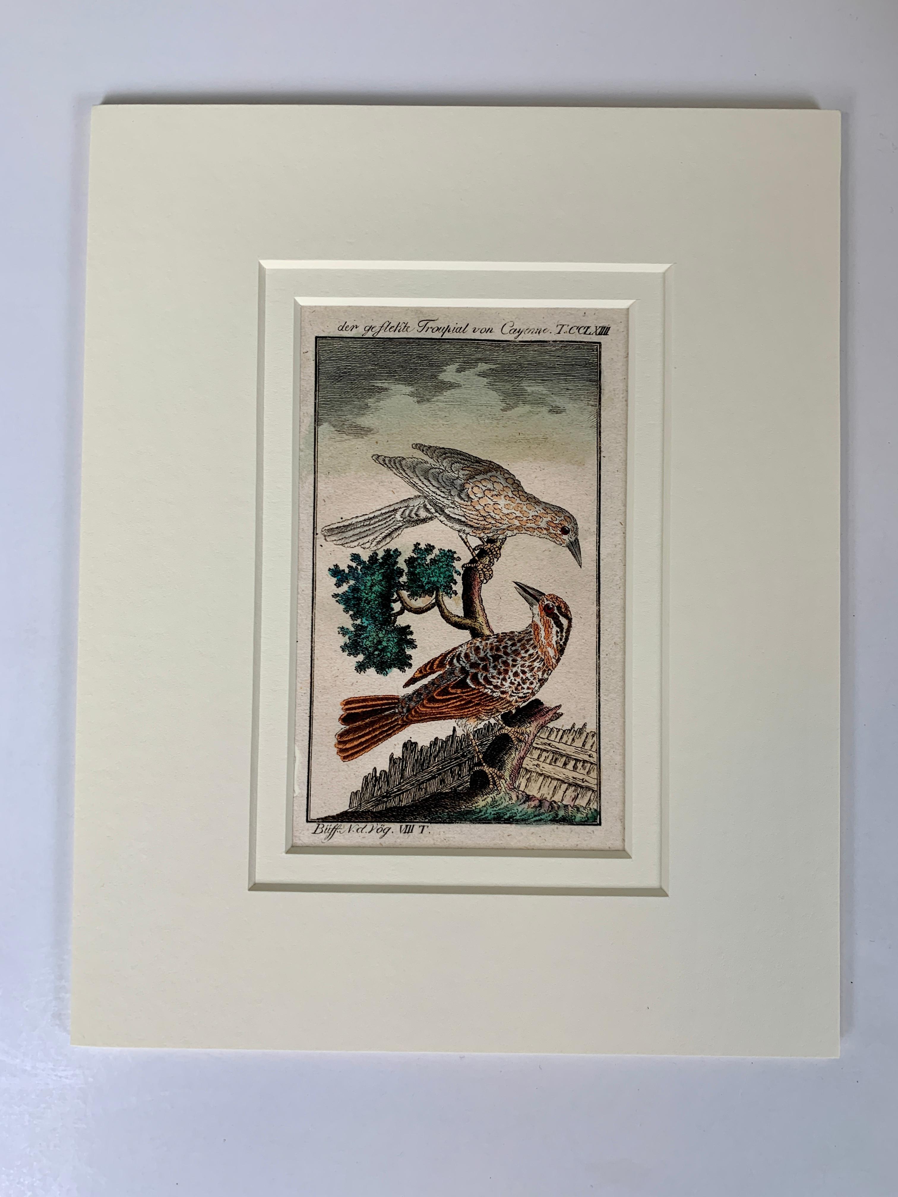 Gravé Gravures d'oiseaux françaises colorées à la main 18e siècle par Francois-Nicolas Martinet